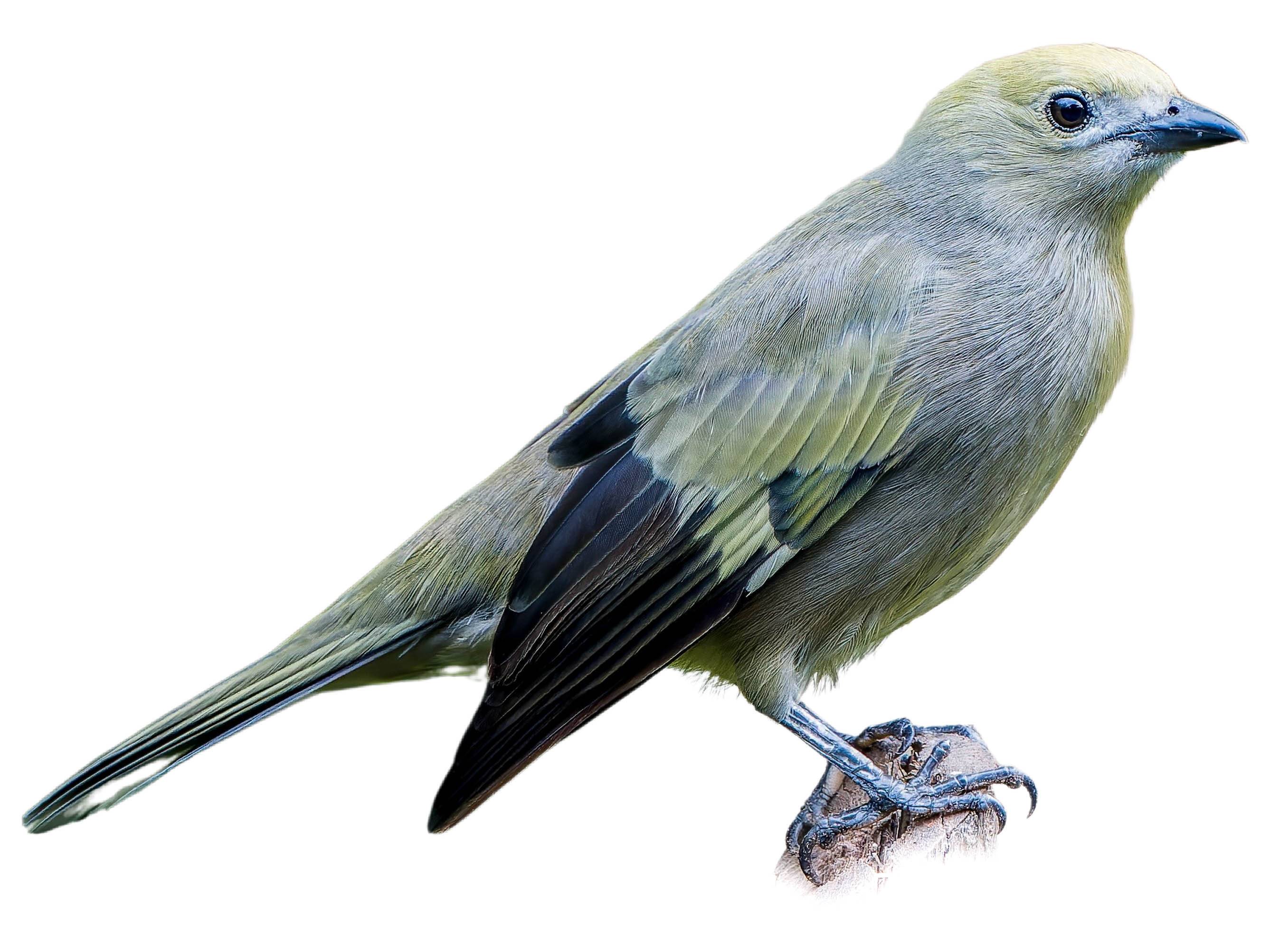 A photo of a Palm Tanager (Thraupis palmarum)