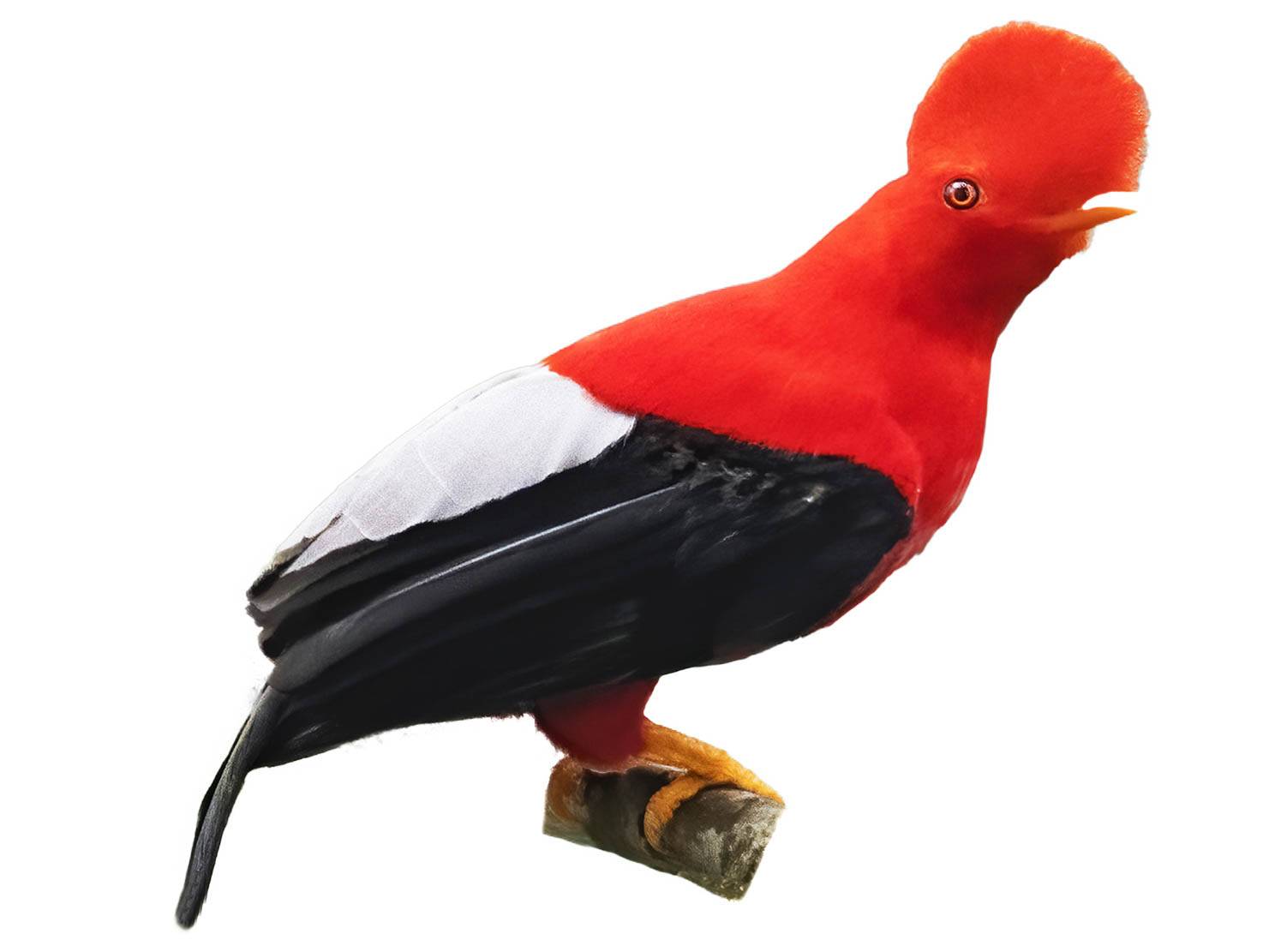 A photo of a Andean Cock-of-the-rock (Rupicola peruvianus), male