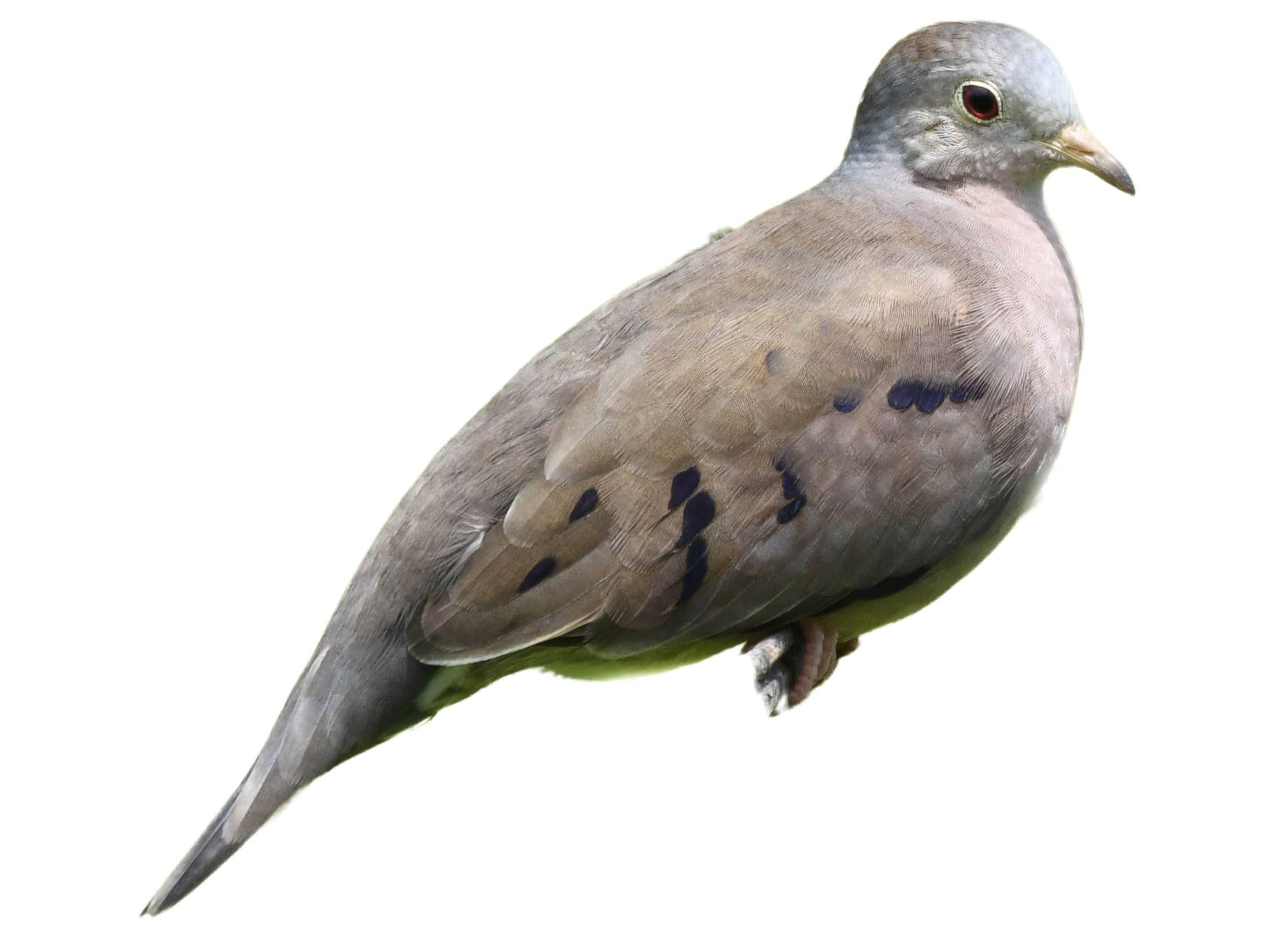 A photo of a Plain-breasted Ground Dove (Columbina minuta)