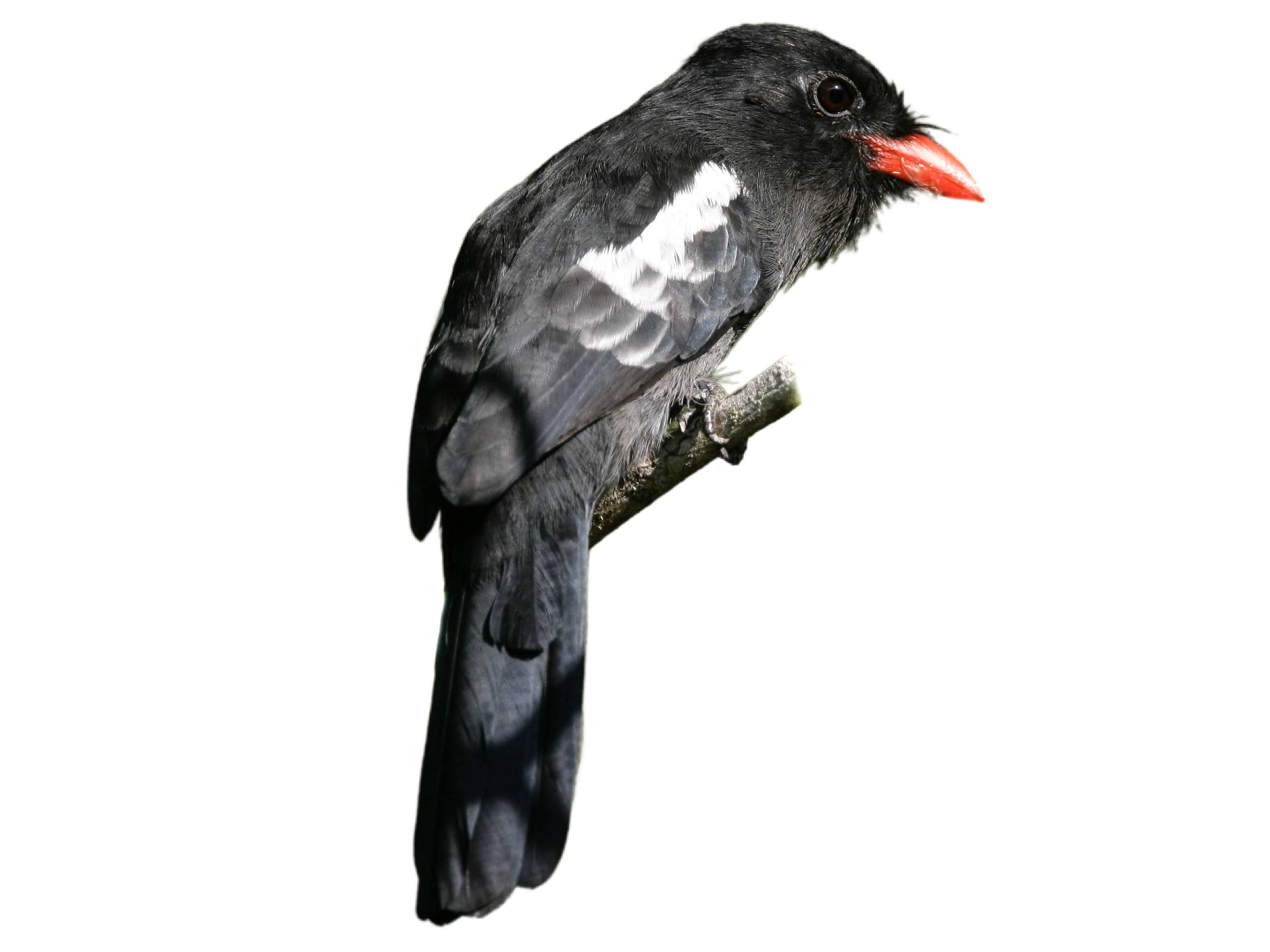 A photo of a Black Nunbird (Monasa atra)