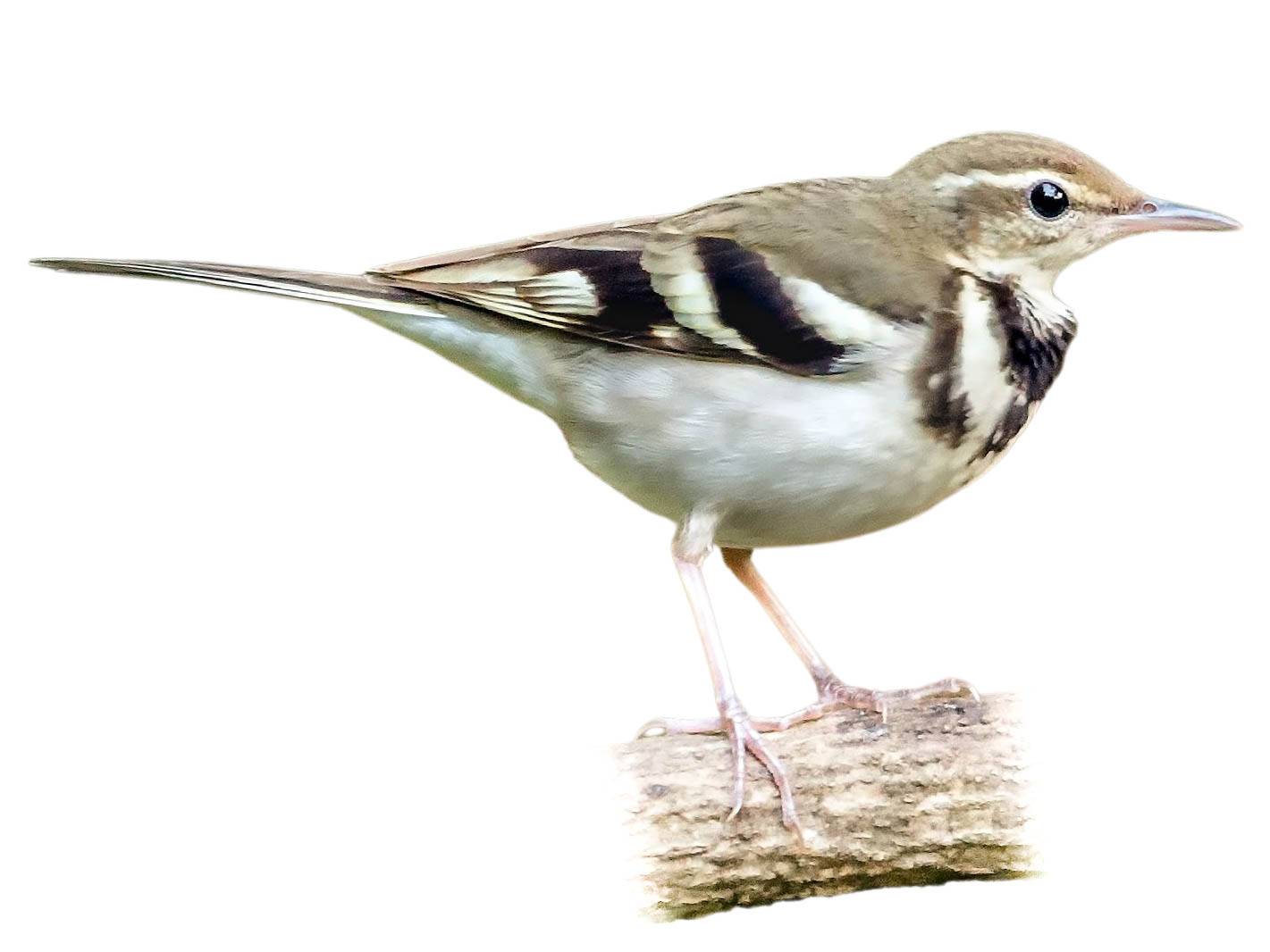 A photo of a Forest Wagtail (Dendronanthus indicus)