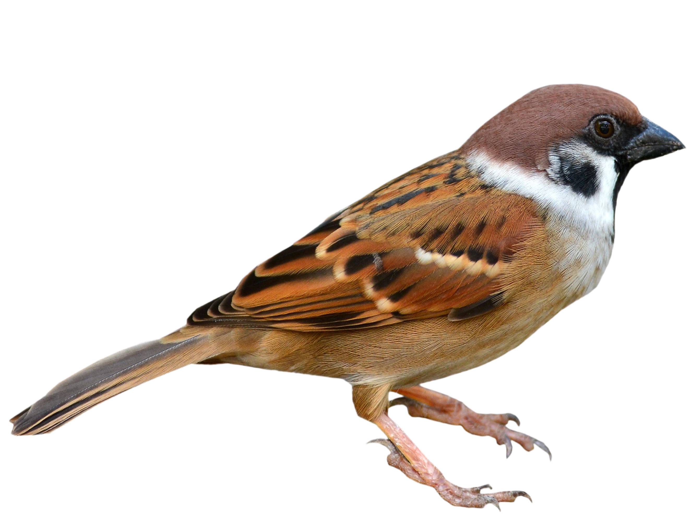 Passer montanus様 Eurasian Tree Sparrow (Passer montanus) identification - Birda
