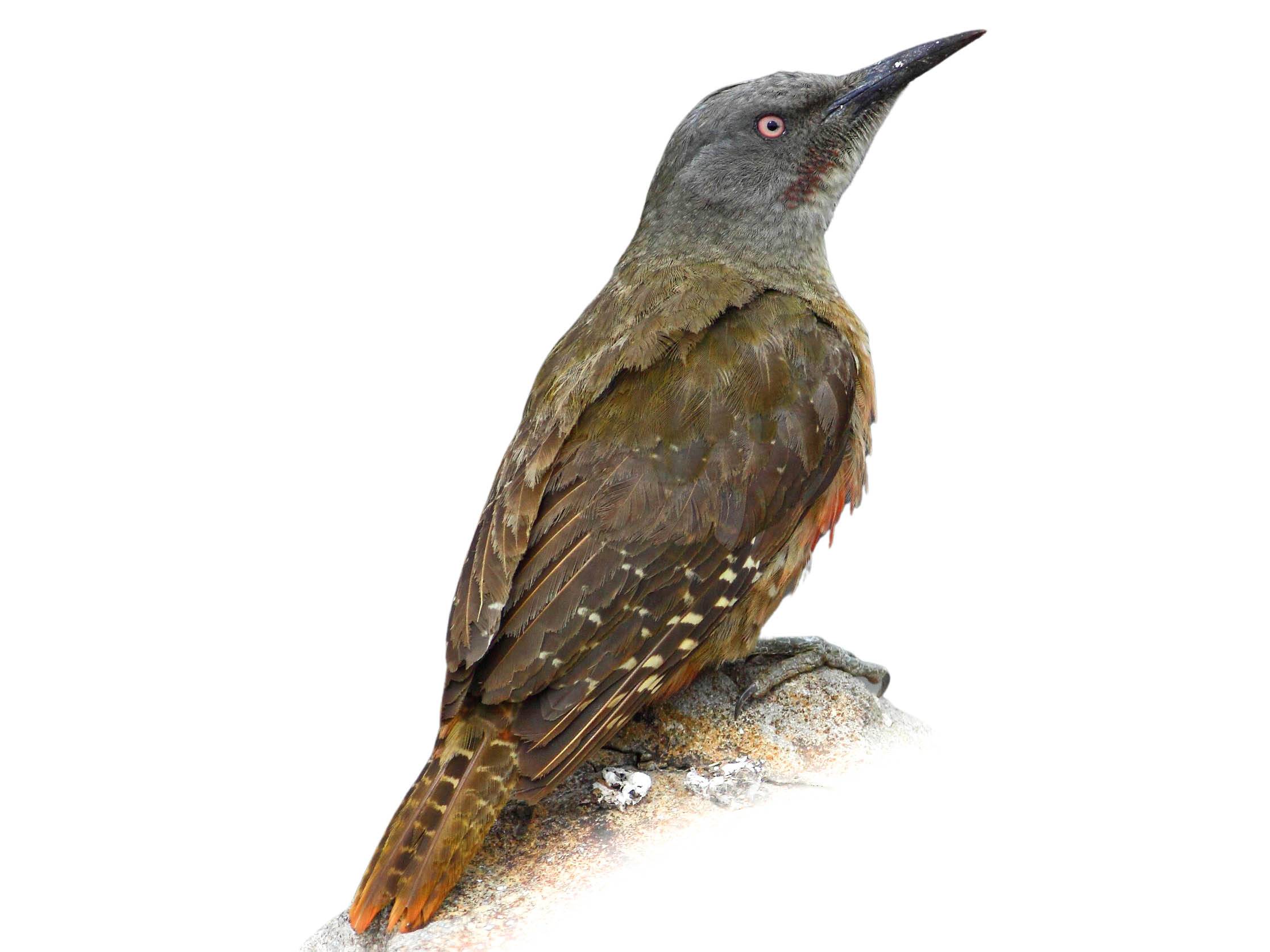 A photo of a Ground Woodpecker (Geocolaptes olivaceus)