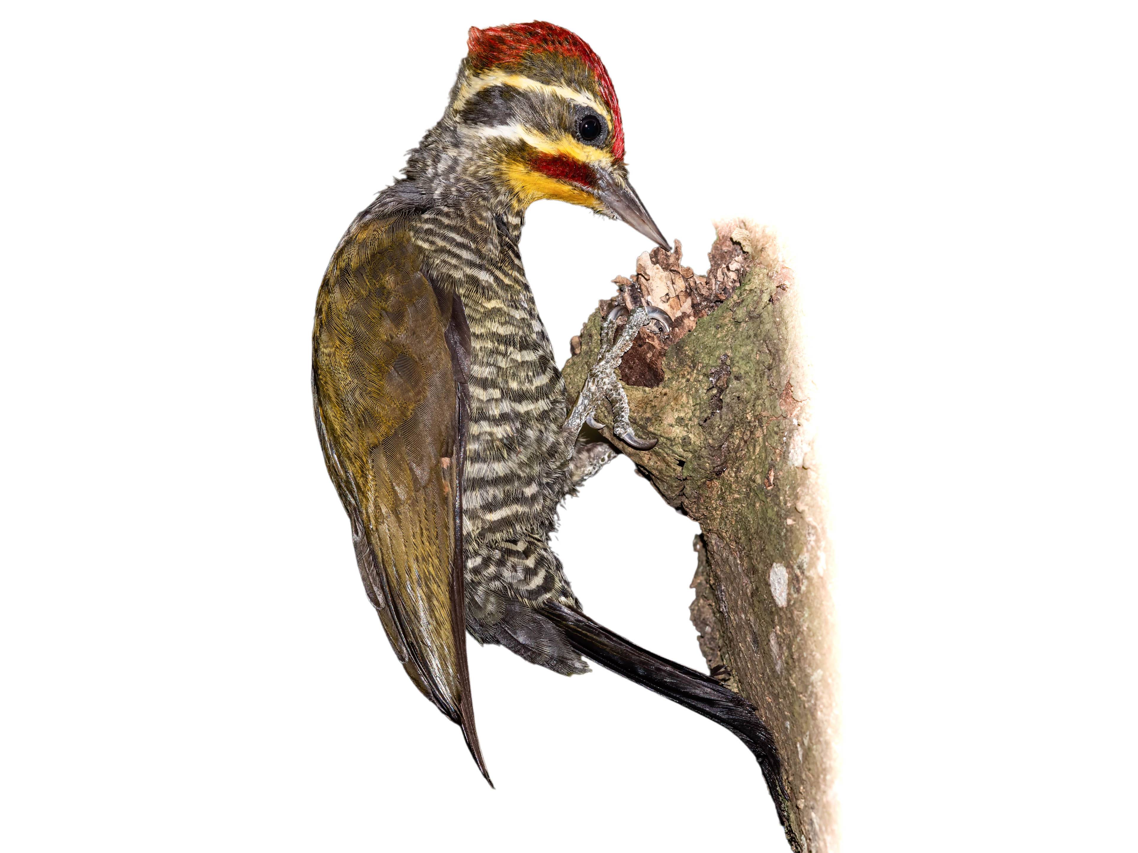 A photo of a Yellow-browed Woodpecker (Piculus aurulentus), male