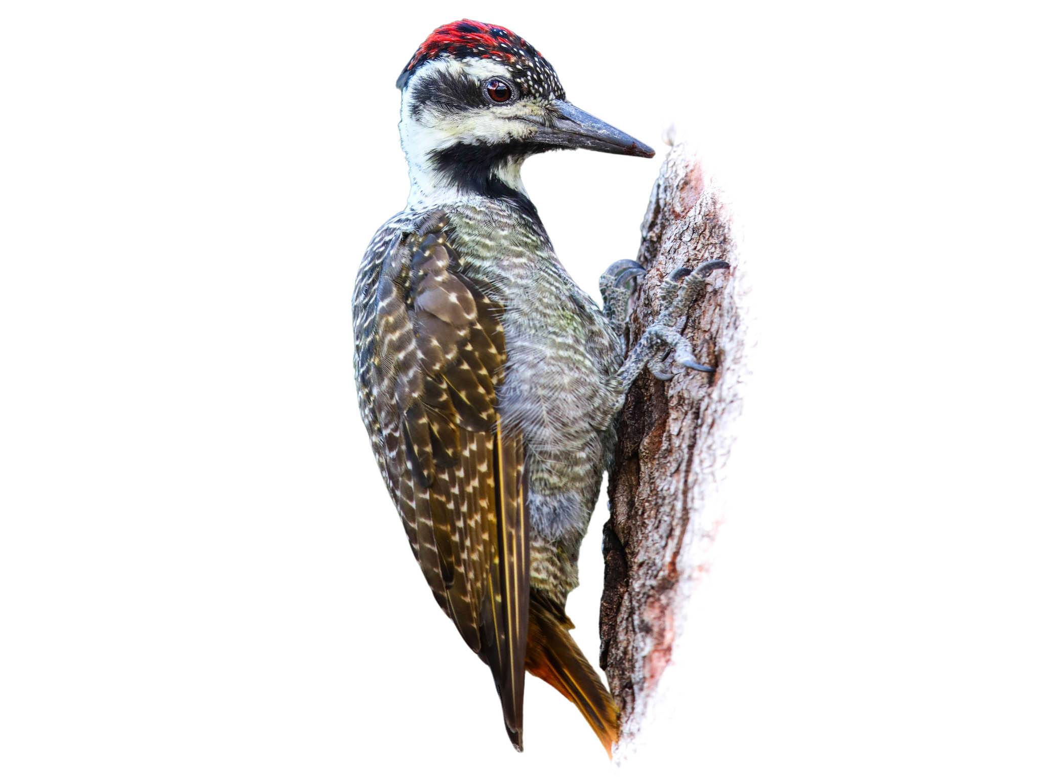 A photo of a Bearded Woodpecker (Chloropicus namaquus), male