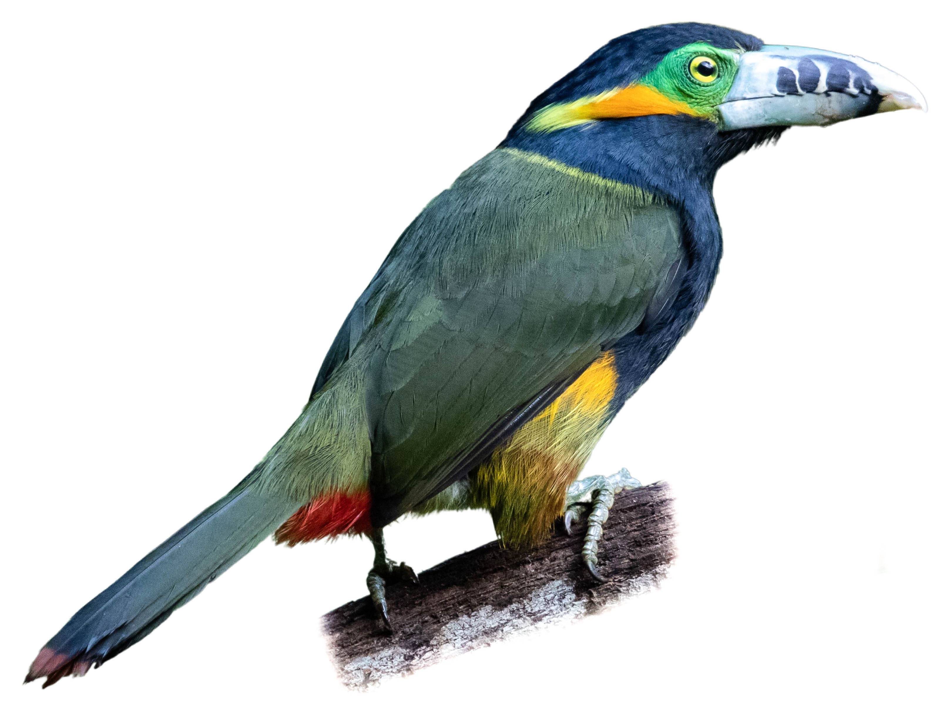 A photo of a Spot-billed Toucanet (Selenidera maculirostris), male