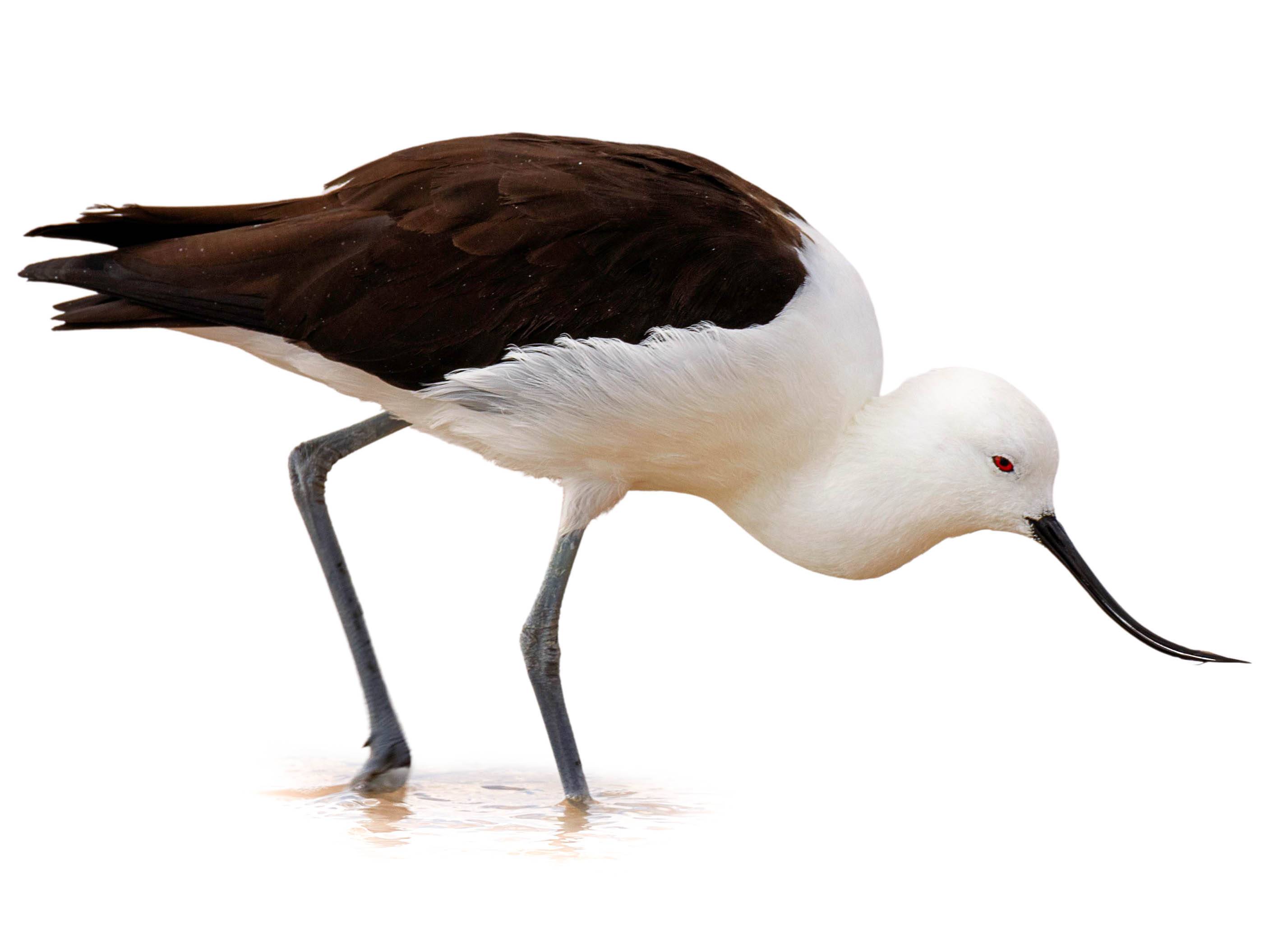 A photo of a Andean Avocet (Recurvirostra andina)