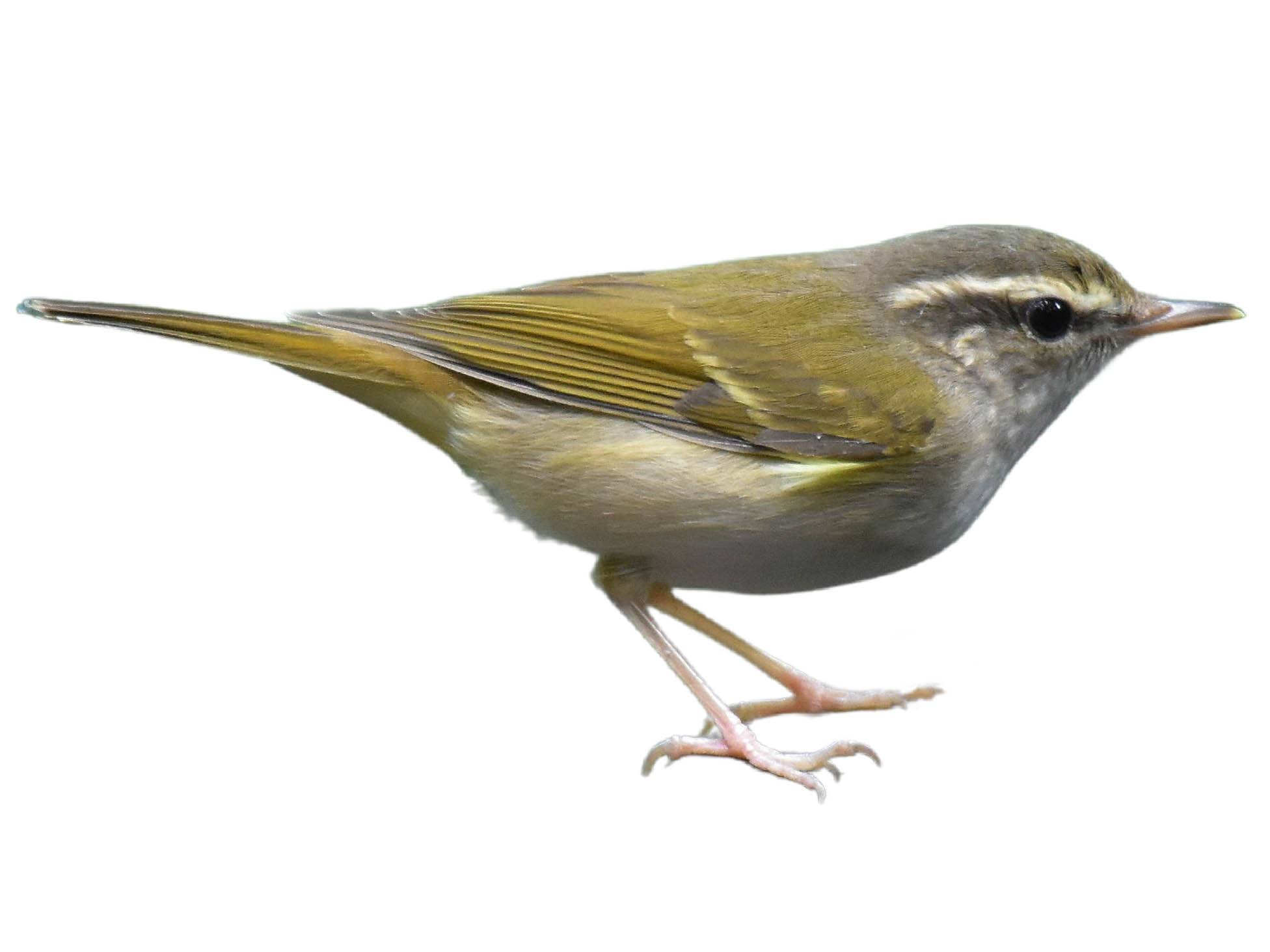 A photo of a Pale-legged Leaf Warbler (Phylloscopus tenellipes)