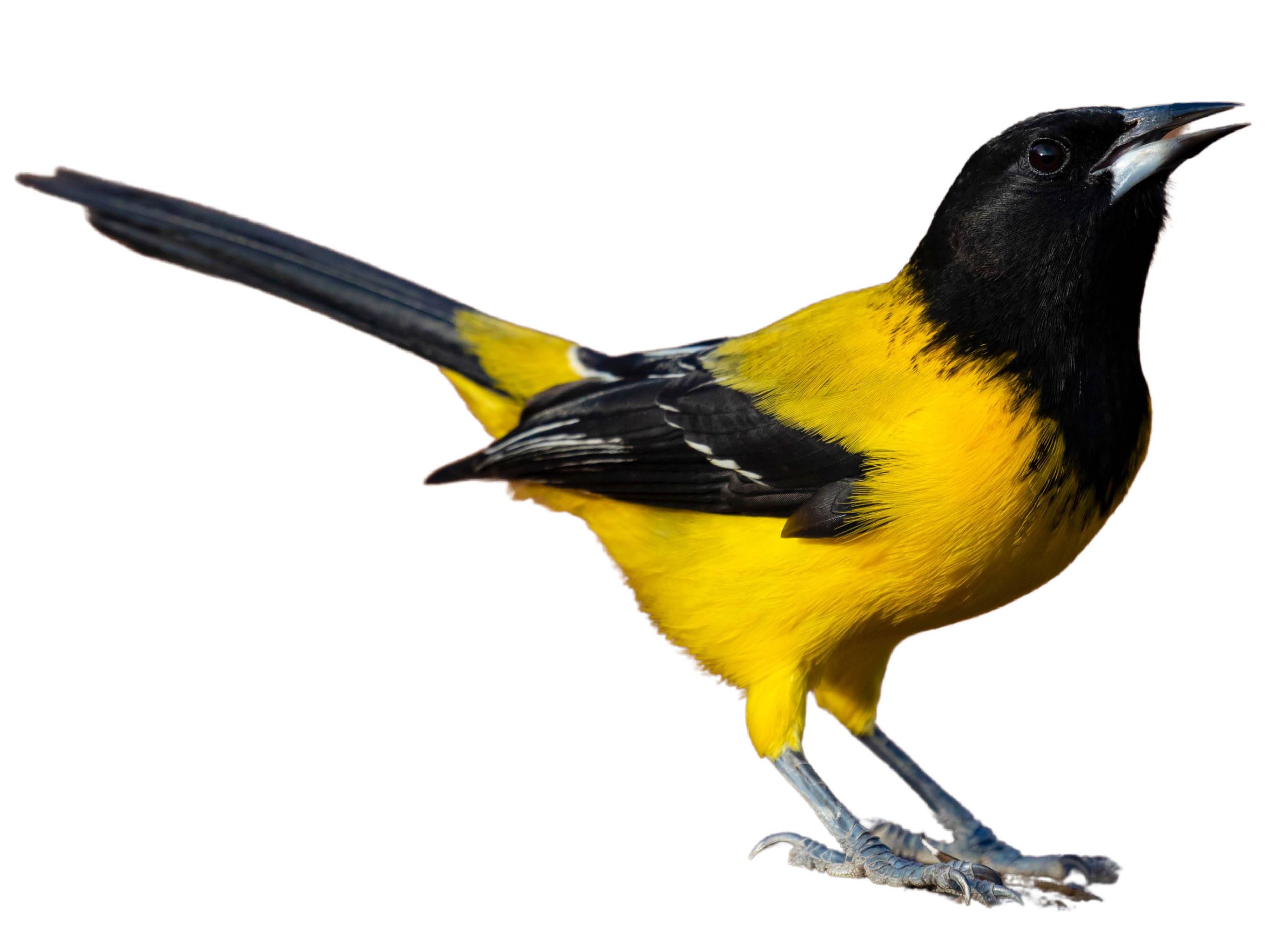 A photo of a Audubon's Oriole (Icterus graduacauda)