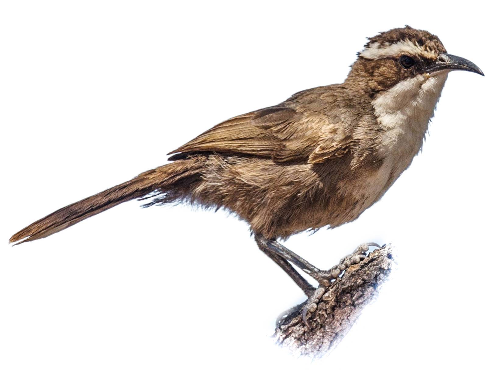 A photo of a White-browed Babbler (Pomatostomus superciliosus)