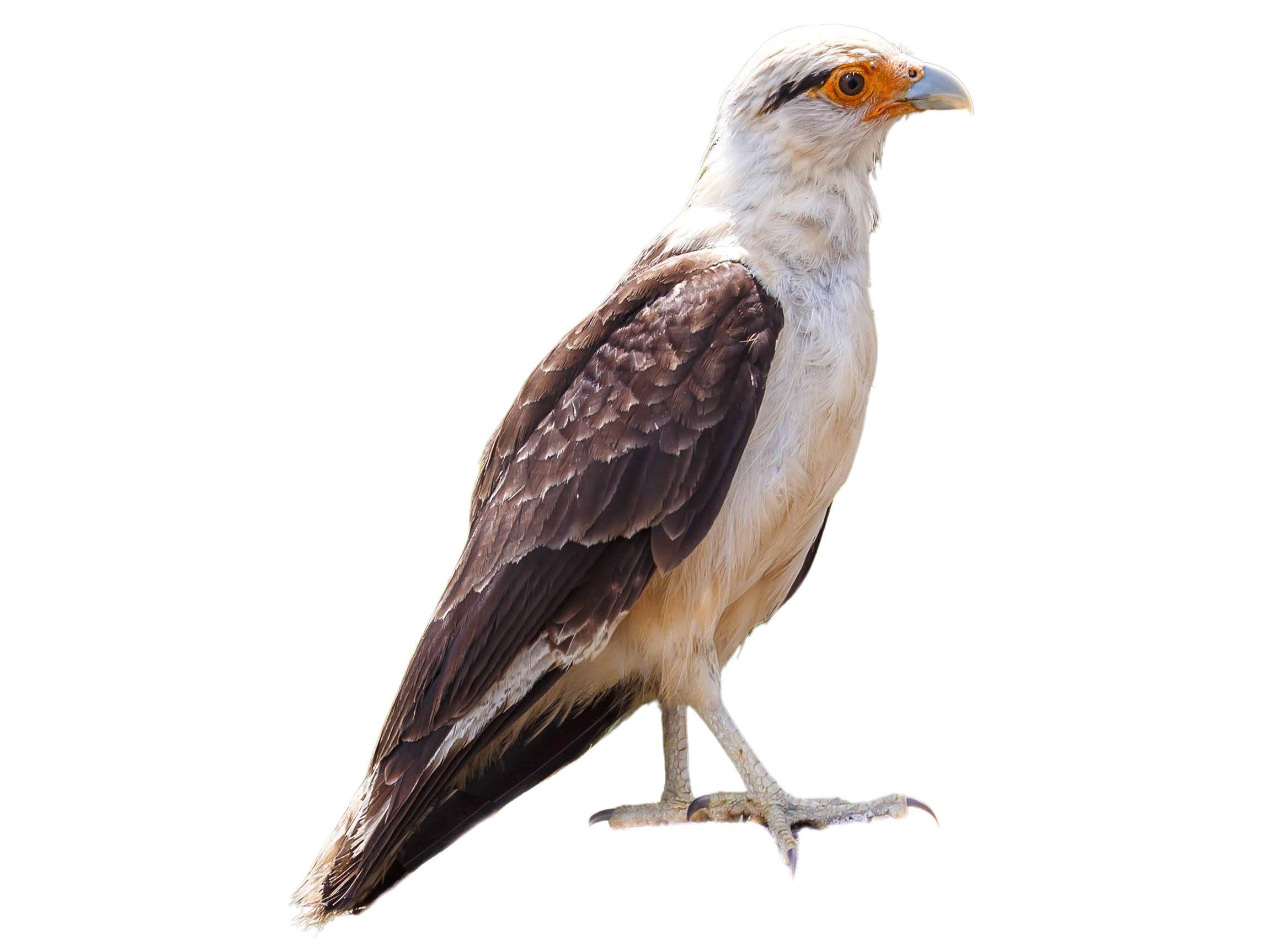 A photo of a Yellow-headed Caracara (Milvago chimachima)