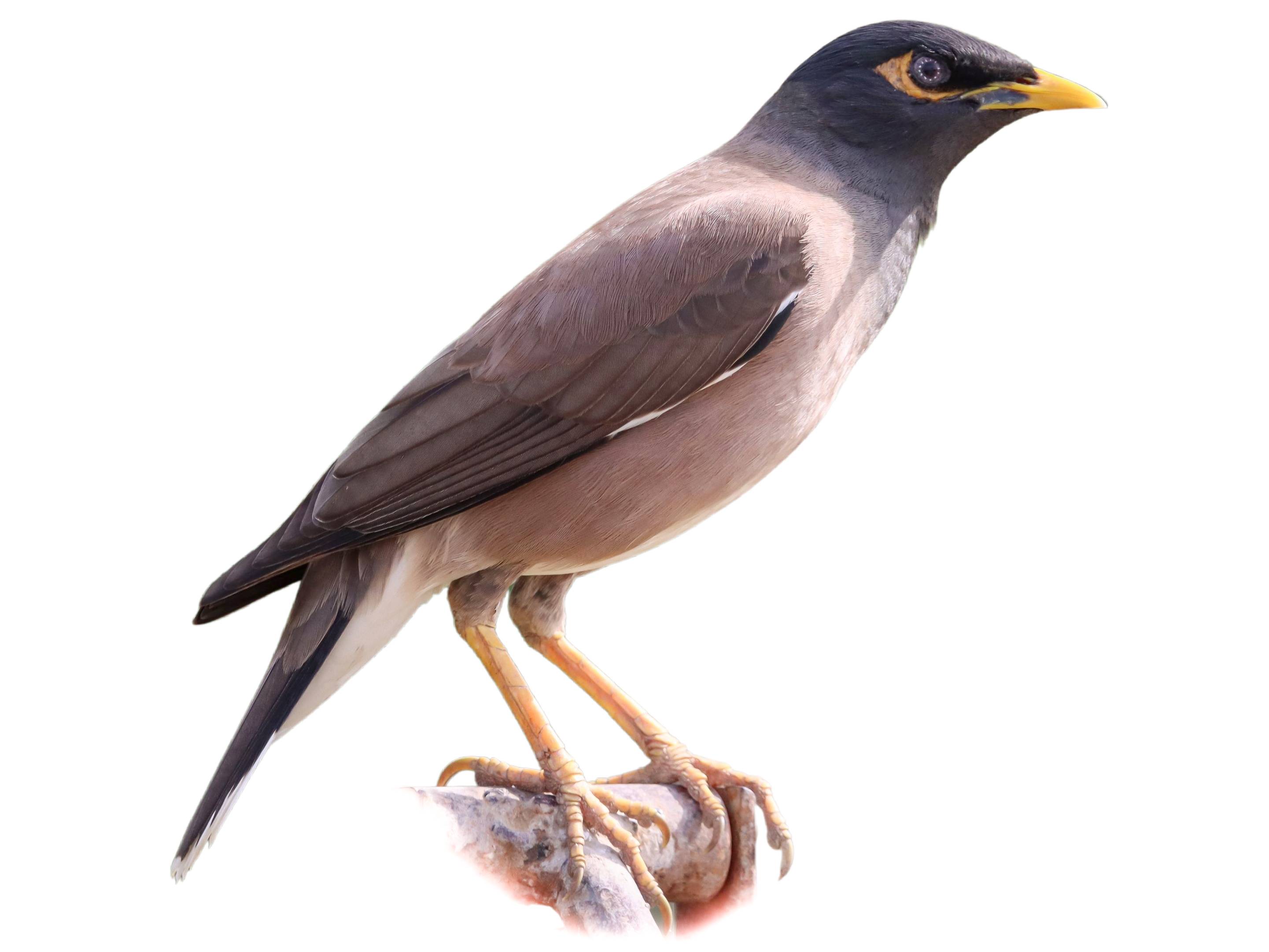 A photo of a Common Myna (Acridotheres tristis)