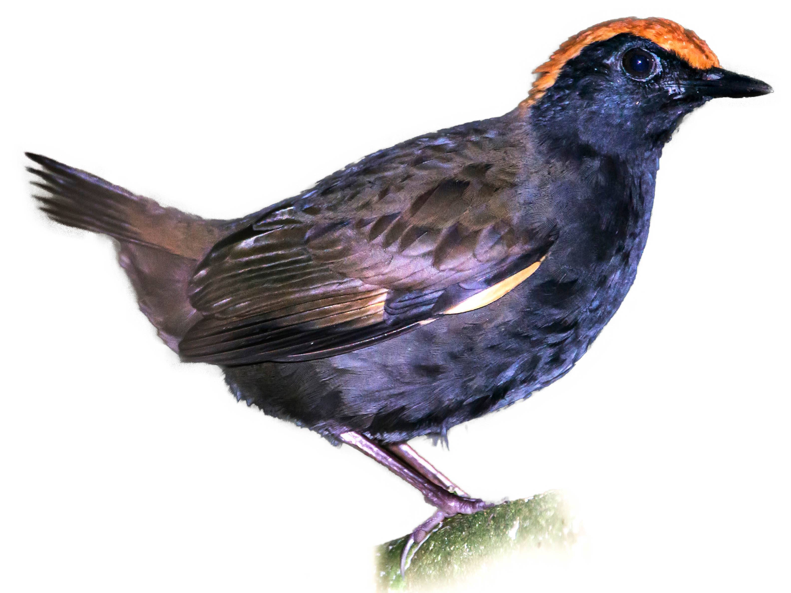 A photo of a Rufous-capped Antthrush (Formicarius colma)