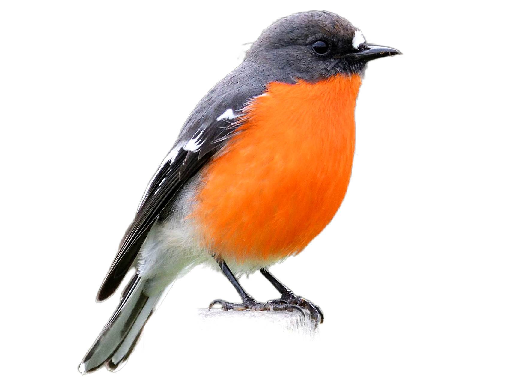 A photo of a Flame Robin (Petroica phoenicea), male