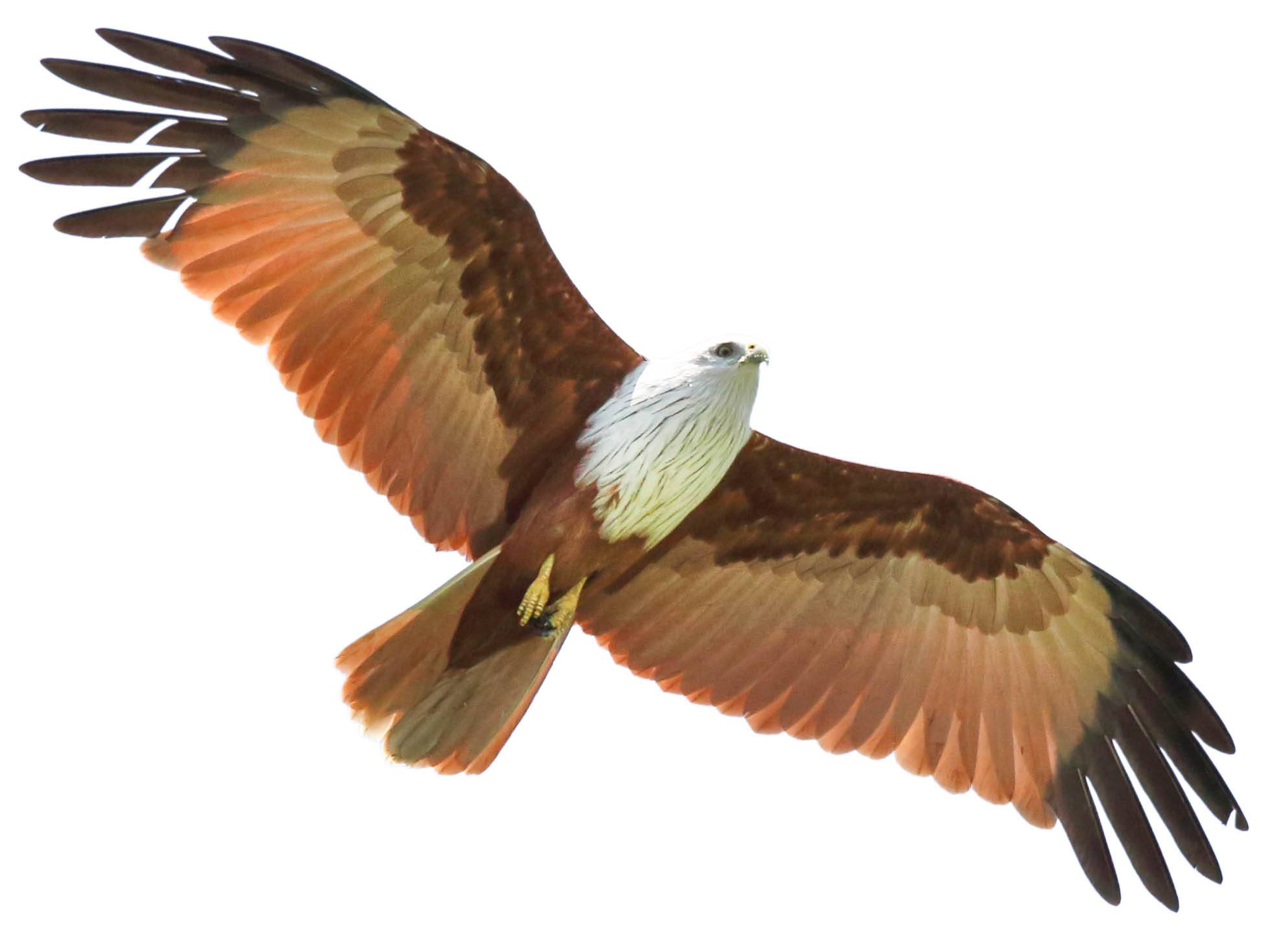 A photo of a Brahminy Kite (Haliastur indus)