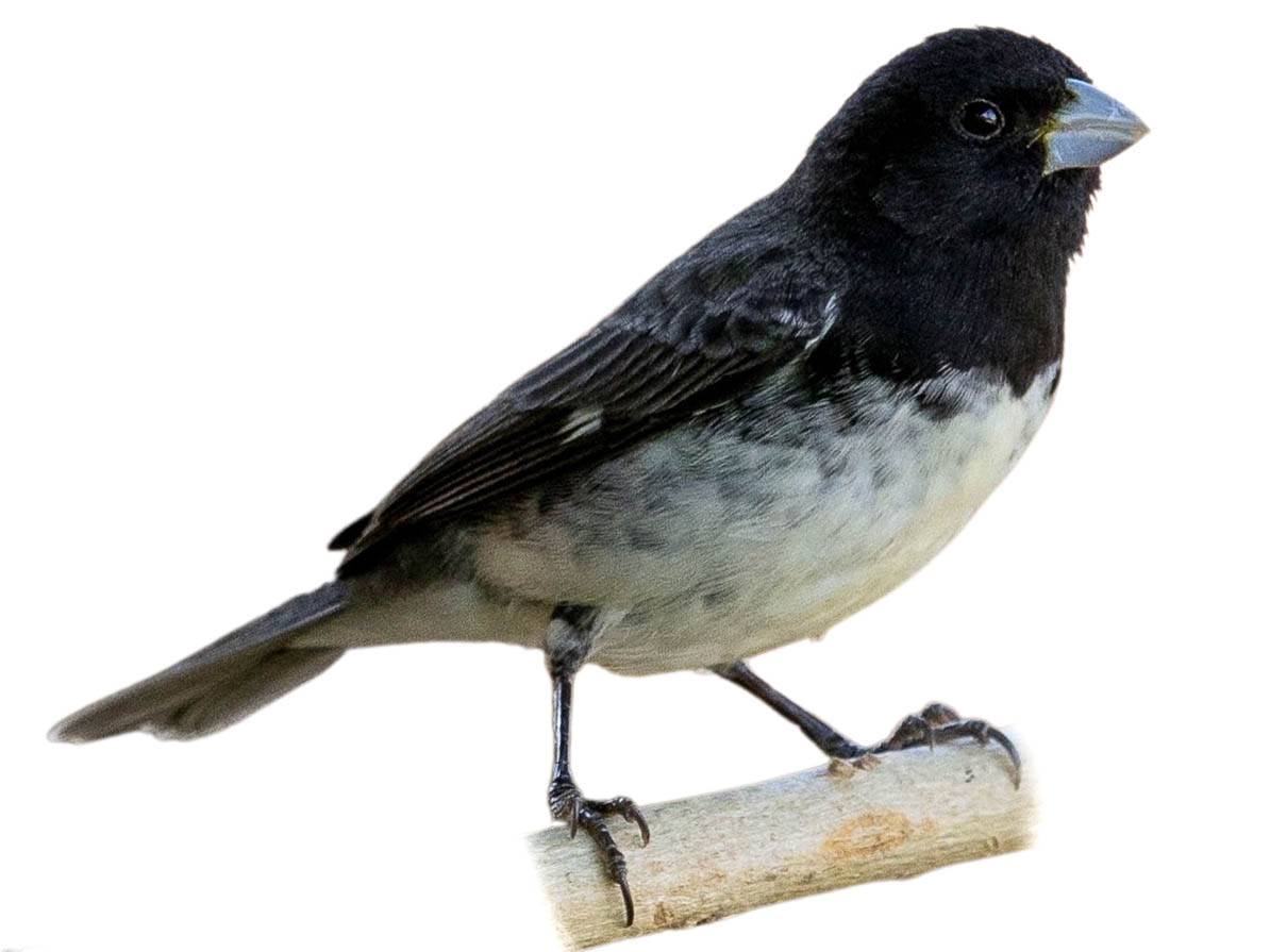 A photo of a Yellow-bellied Seedeater (Sporophila nigricollis), male