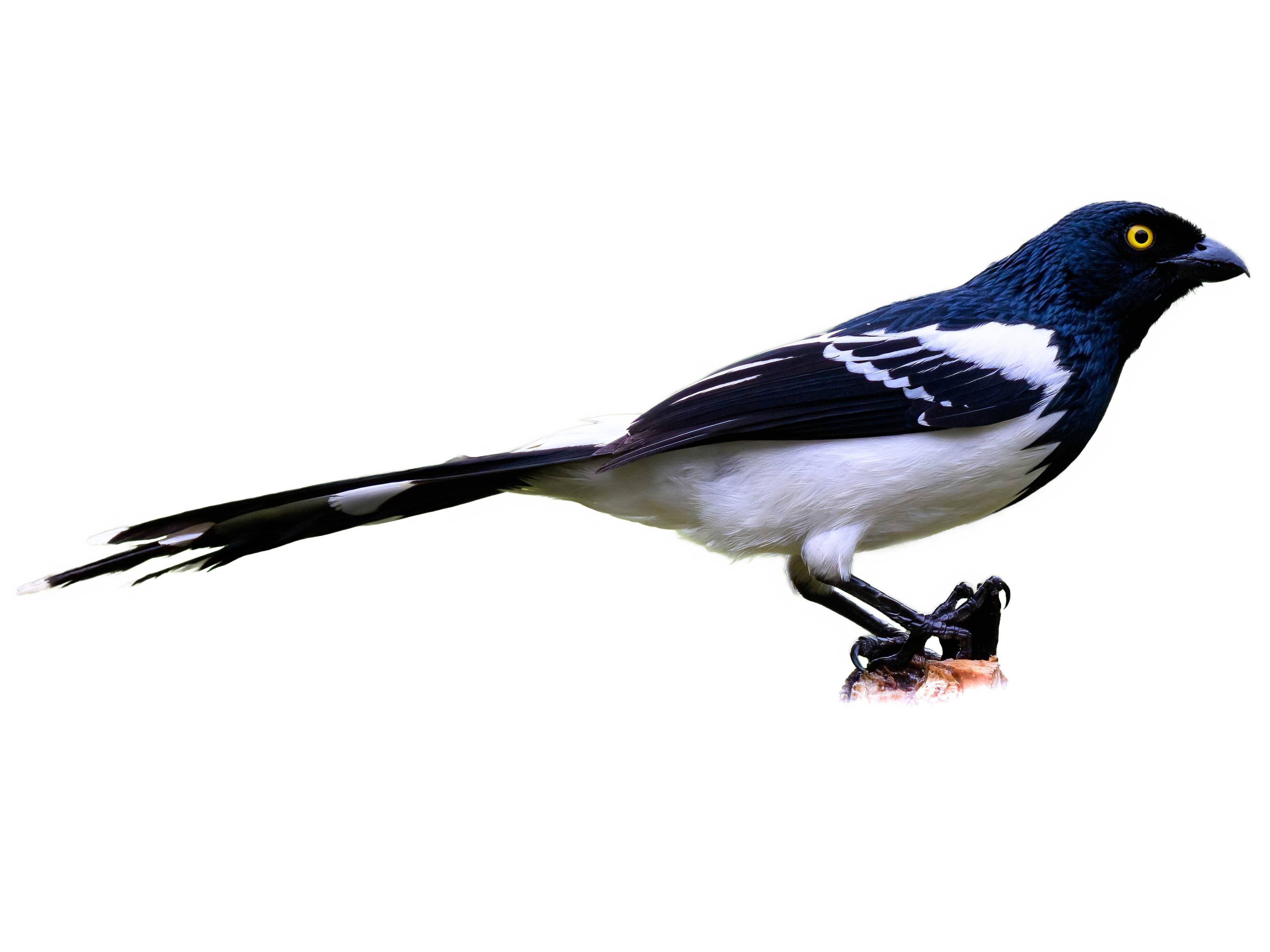 A photo of a Magpie Tanager (Cissopis leverianus)