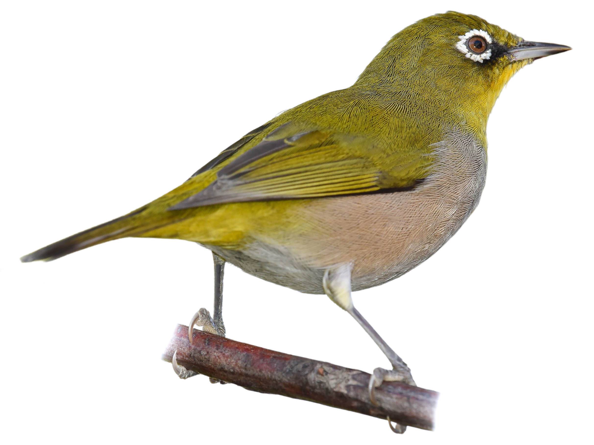 A photo of a Cape White-eye (Zosterops virens)