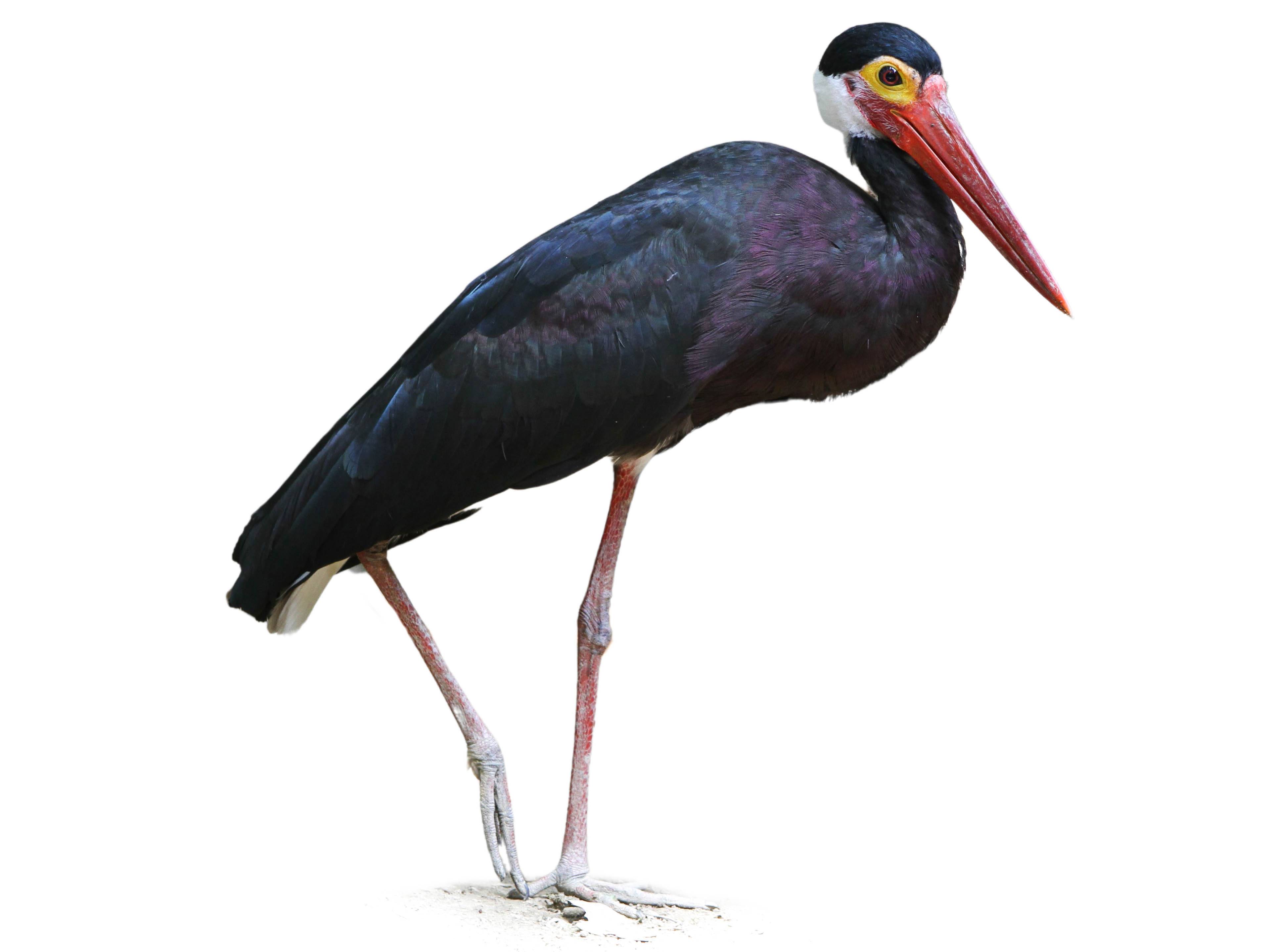 A photo of a Storm's Stork (Ciconia stormi)