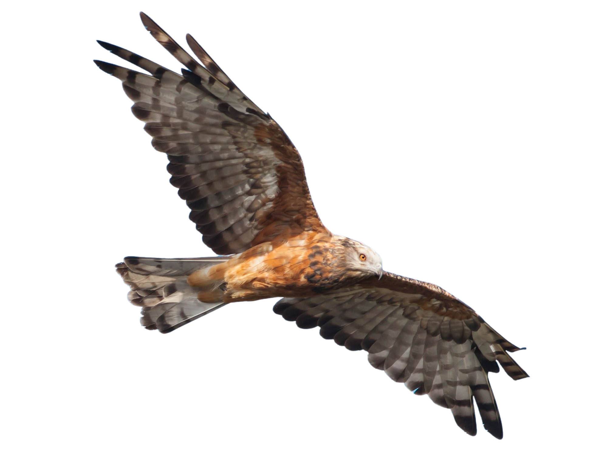 A photo of a Square-tailed Kite (Lophoictinia isura)