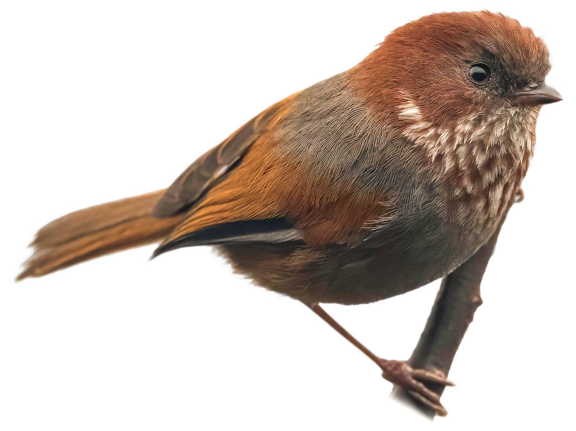 A photo of a Brown-throated Fulvetta (Fulvetta ludlowi)