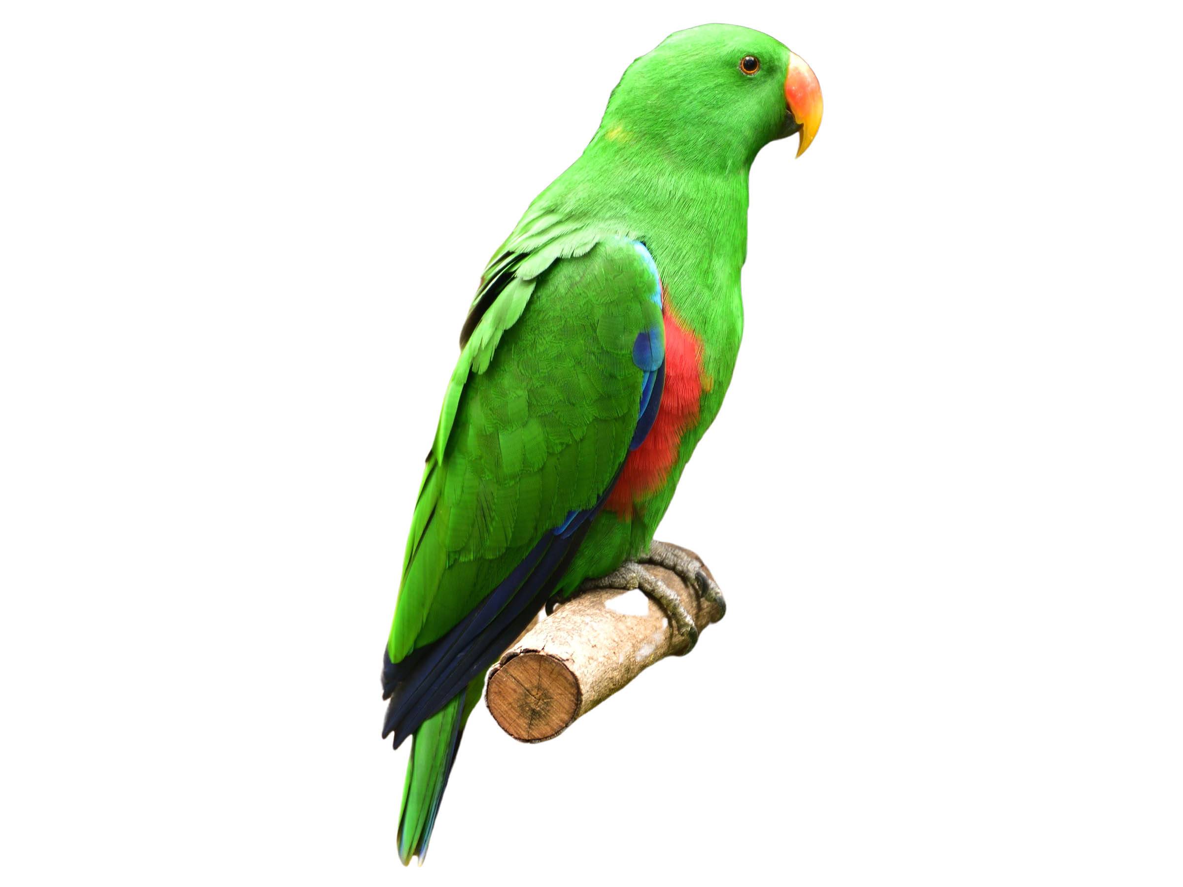 A photo of a Eclectus Parrot (Eclectus roratus), male