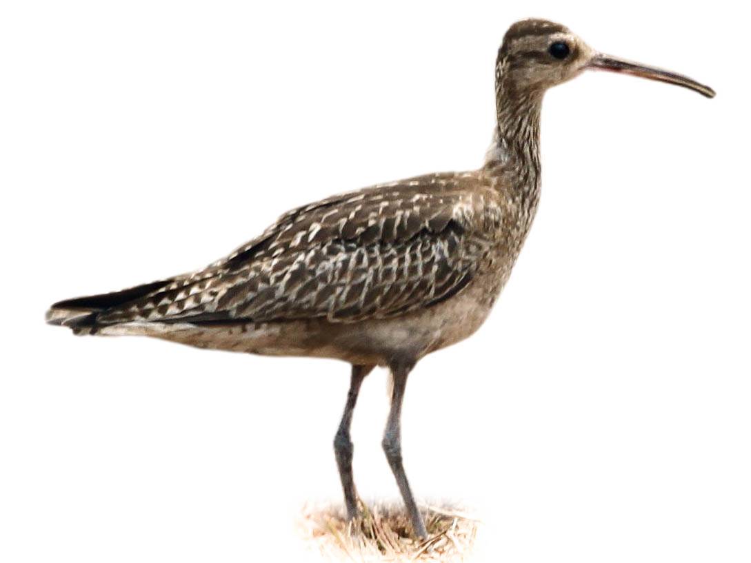 A photo of a Little Curlew (Numenius minutus)