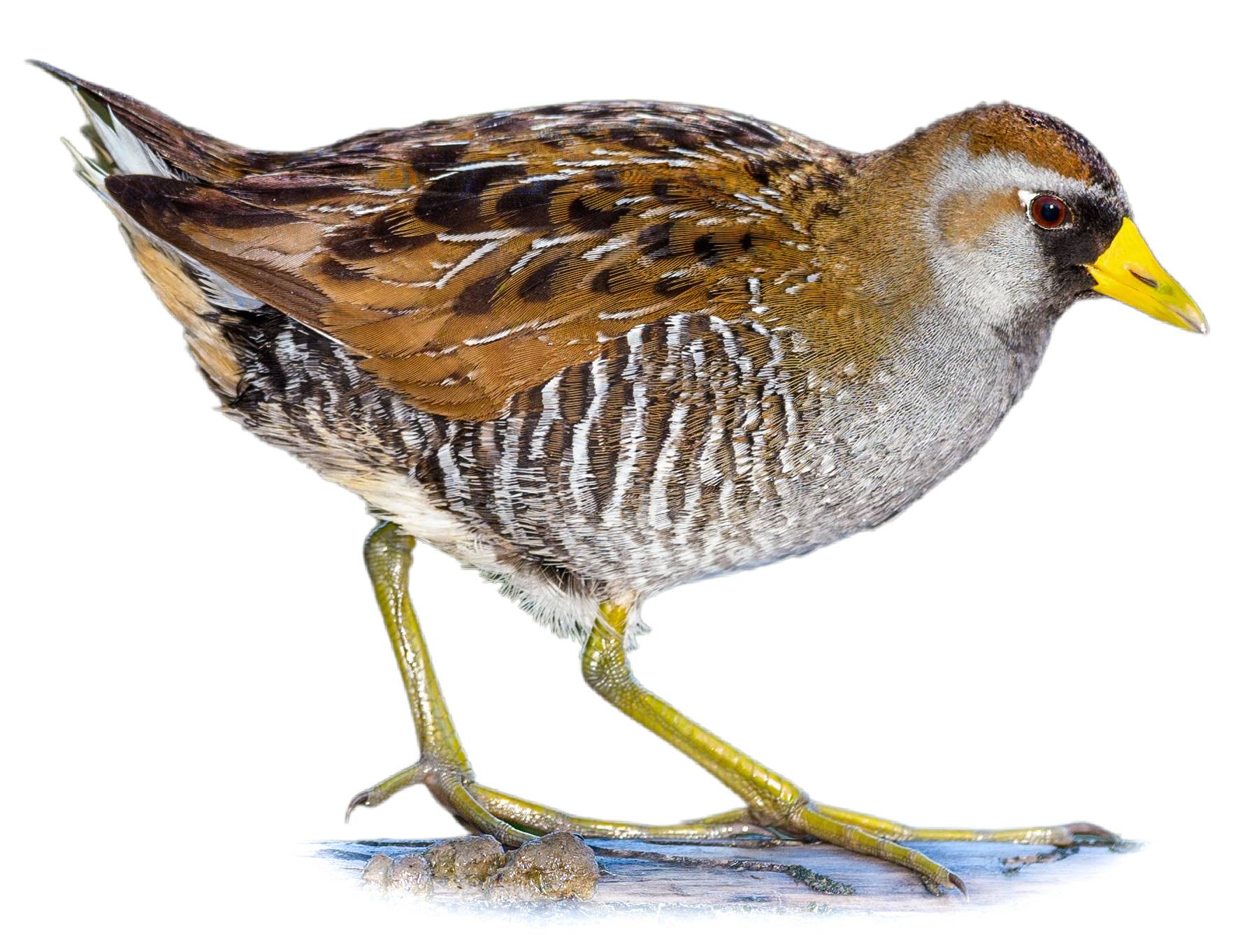 A photo of a Sora (Porzana carolina)