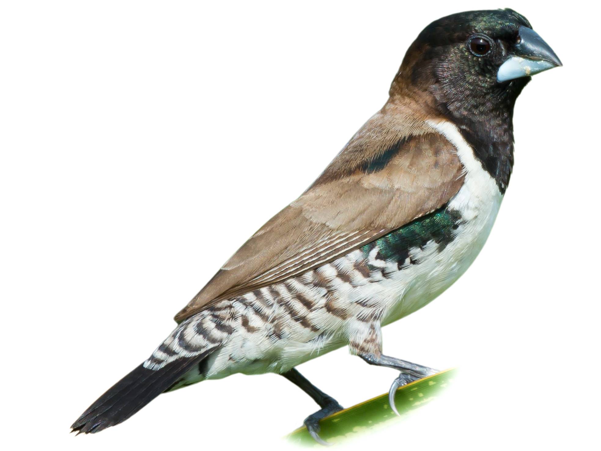ピアス BirdtypeCatch aJapanesetype Qwinegrass Bronze Mannikin (Spermestes cucullata) identification - Birda