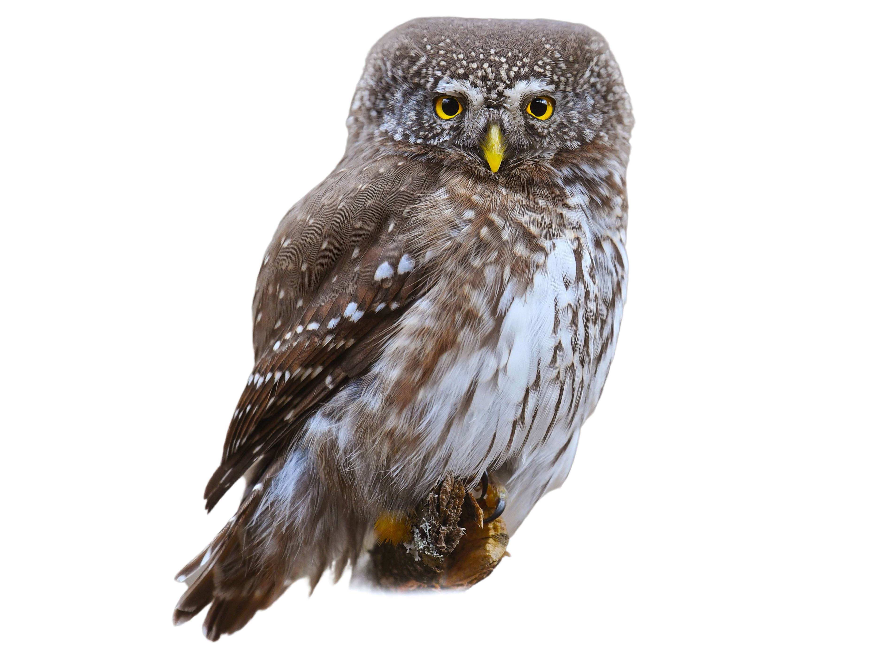 A photo of a Eurasian Pygmy Owl (Glaucidium passerinum)