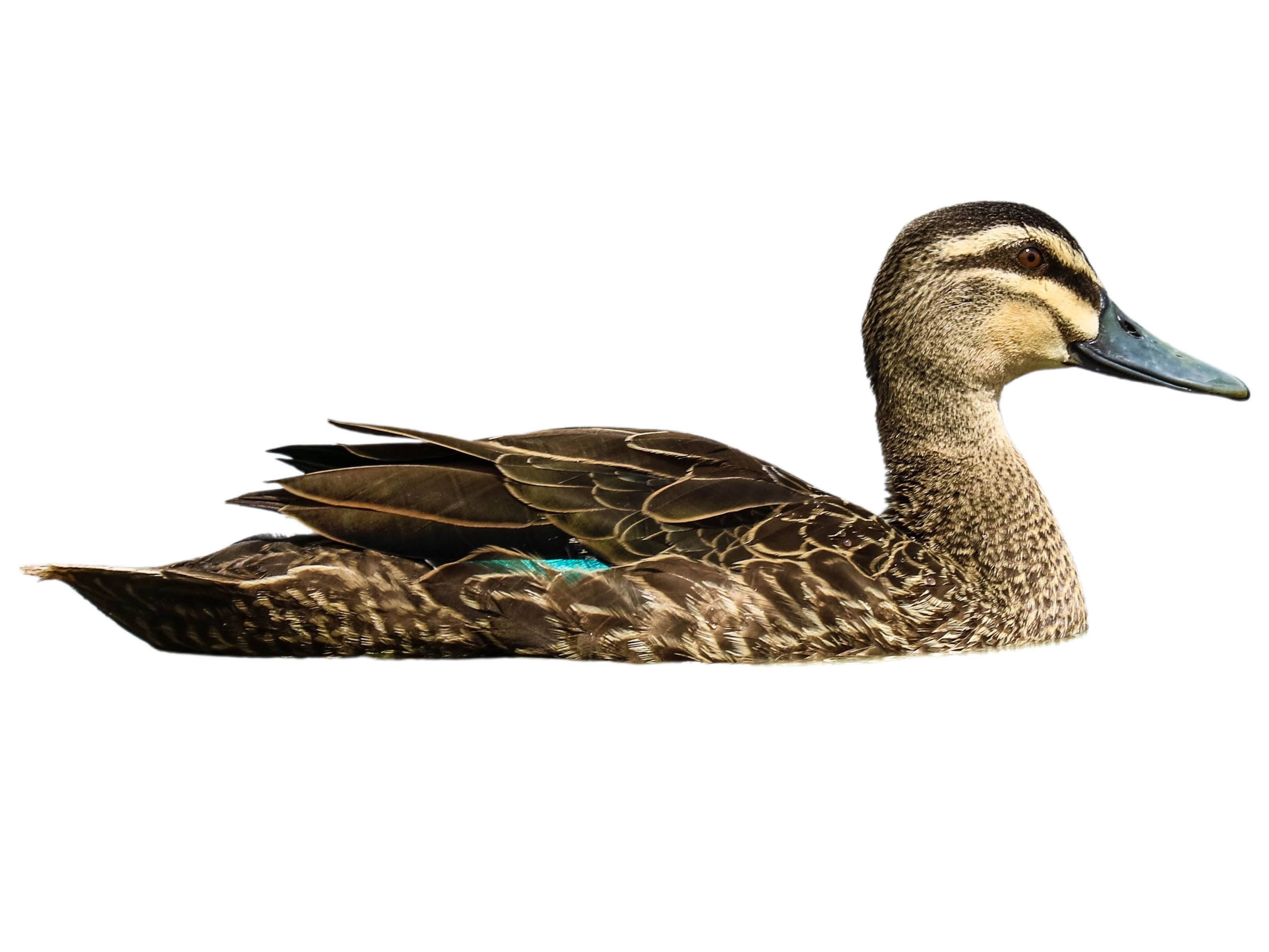 A photo of a Pacific Black Duck (Anas superciliosa)