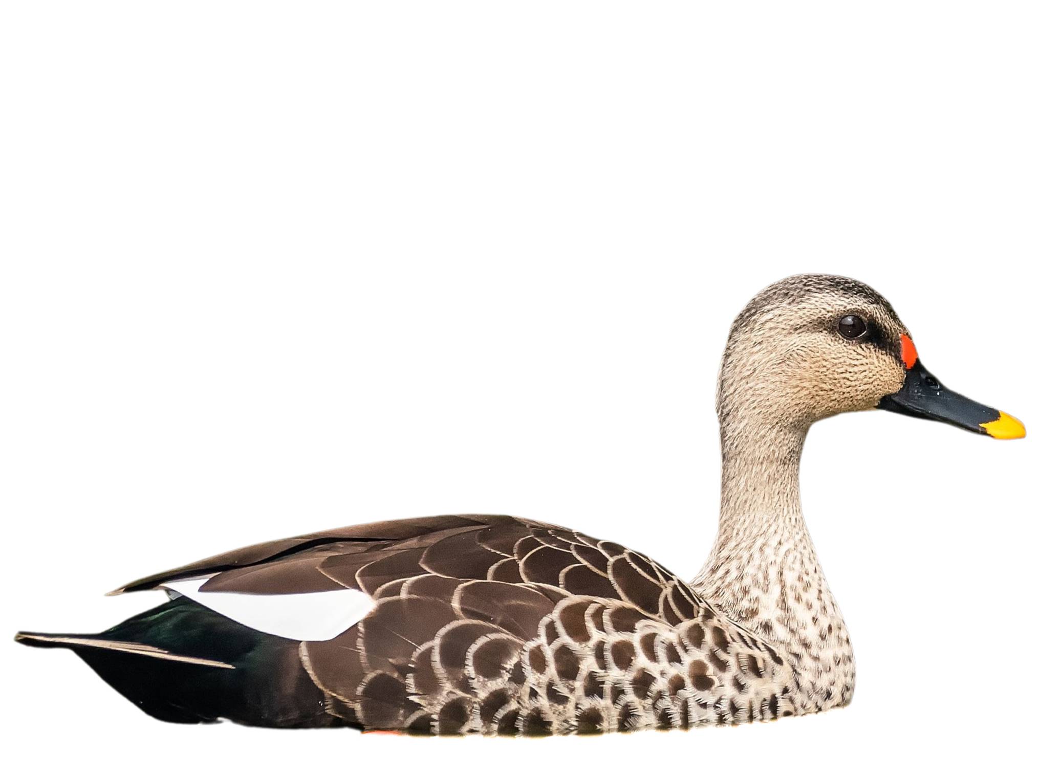 A photo of a Indian Spot-billed Duck (Anas poecilorhyncha)