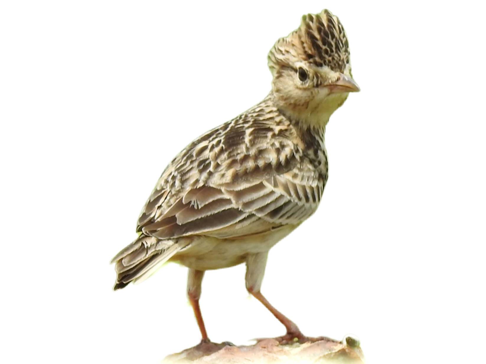 A photo of a Singing Bush Lark (Mirafra cantillans)