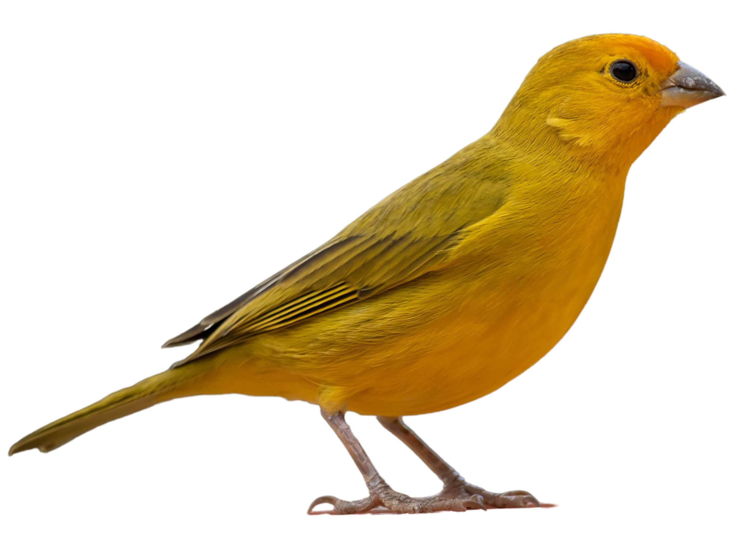 A photo of a Saffron Finch (Sicalis flaveola), male