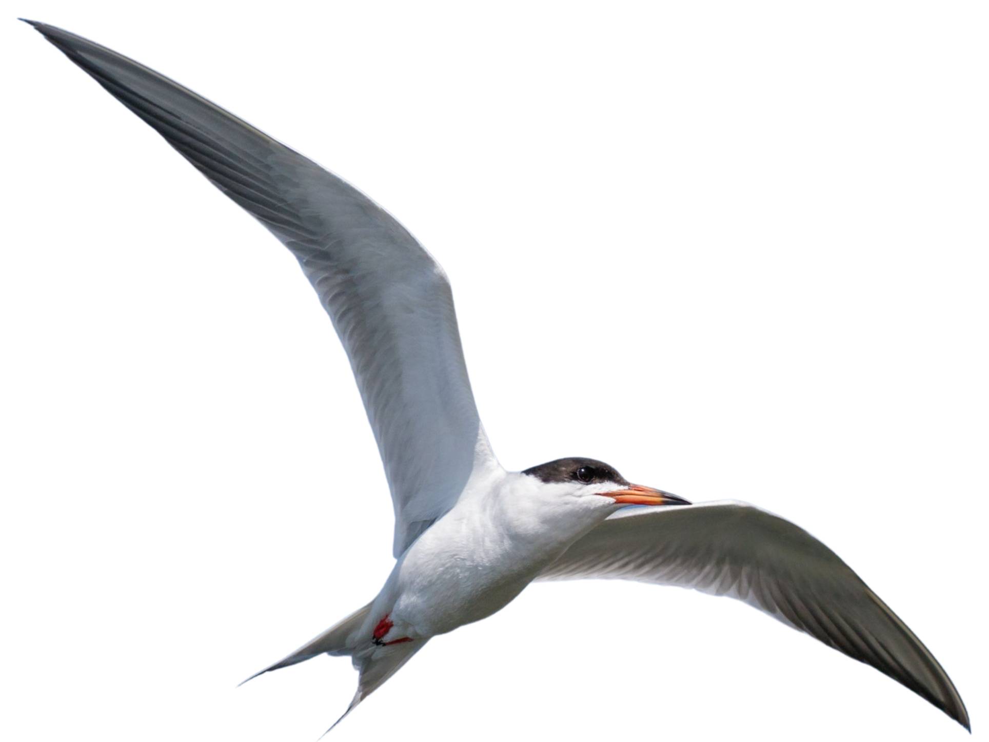 A photo of a Forster's Tern (Sterna forsteri)