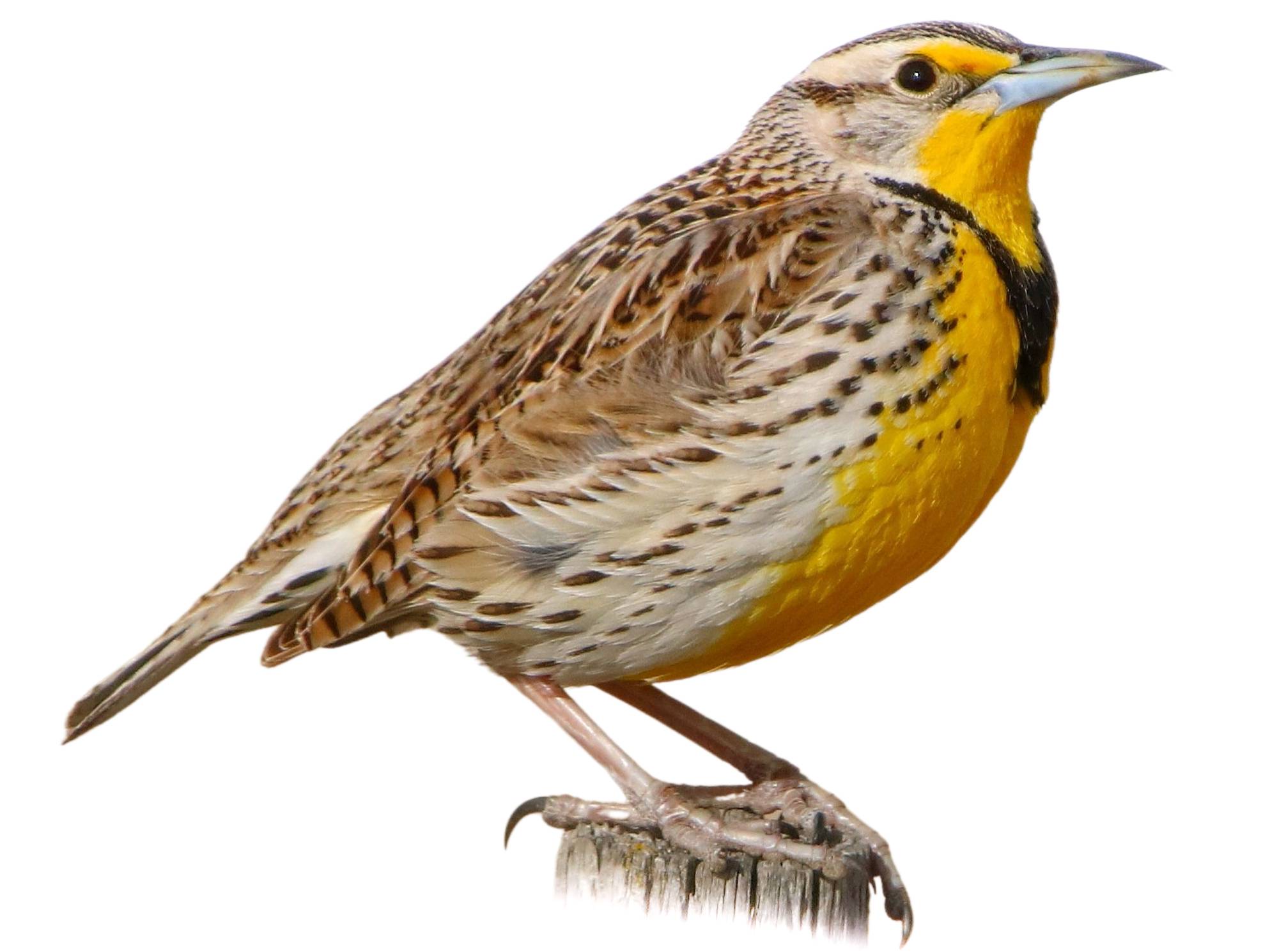 A photo of a Western Meadowlark (Sturnella neglecta)