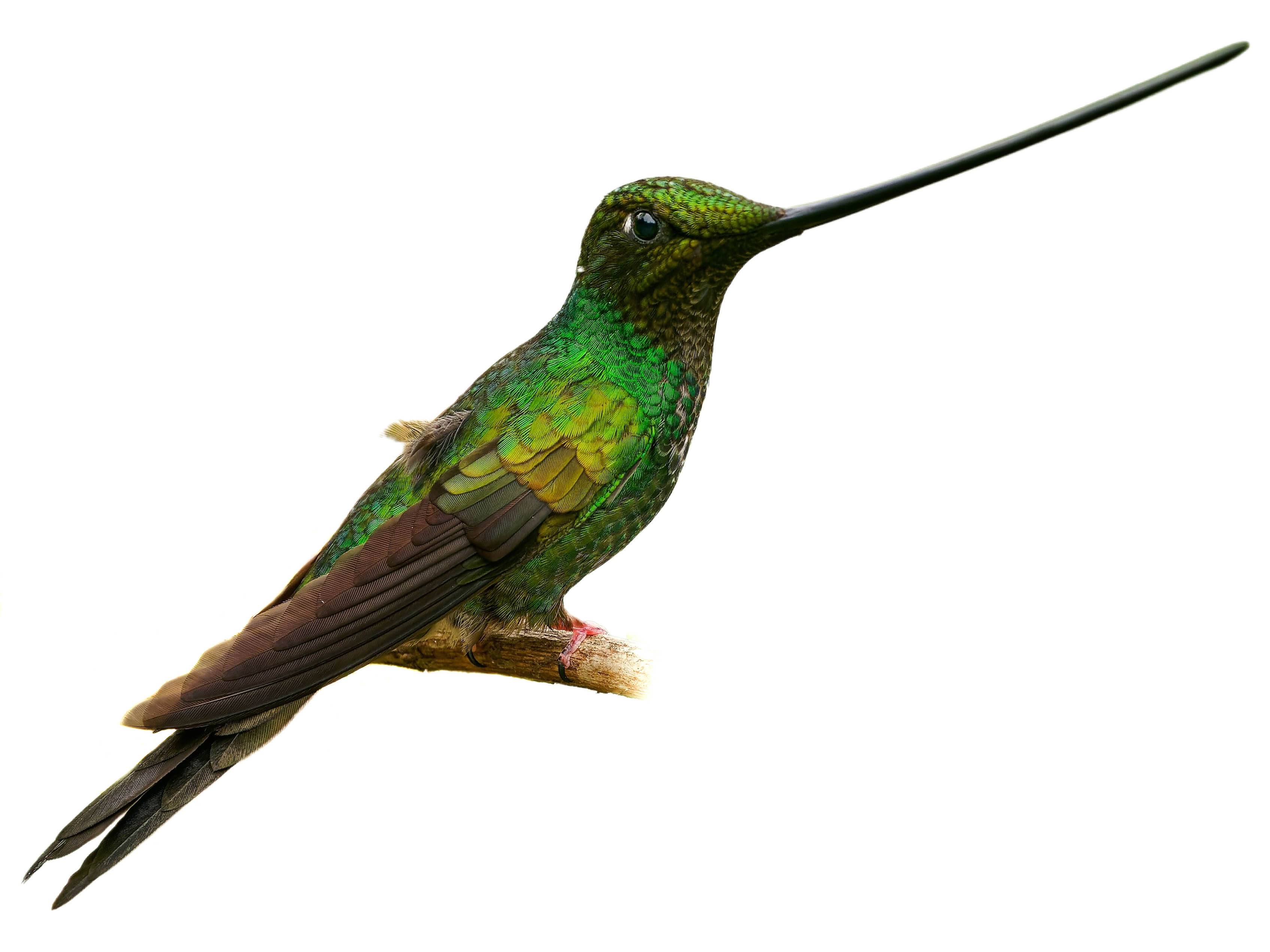 A photo of a Sword-billed Hummingbird (Ensifera ensifera), male