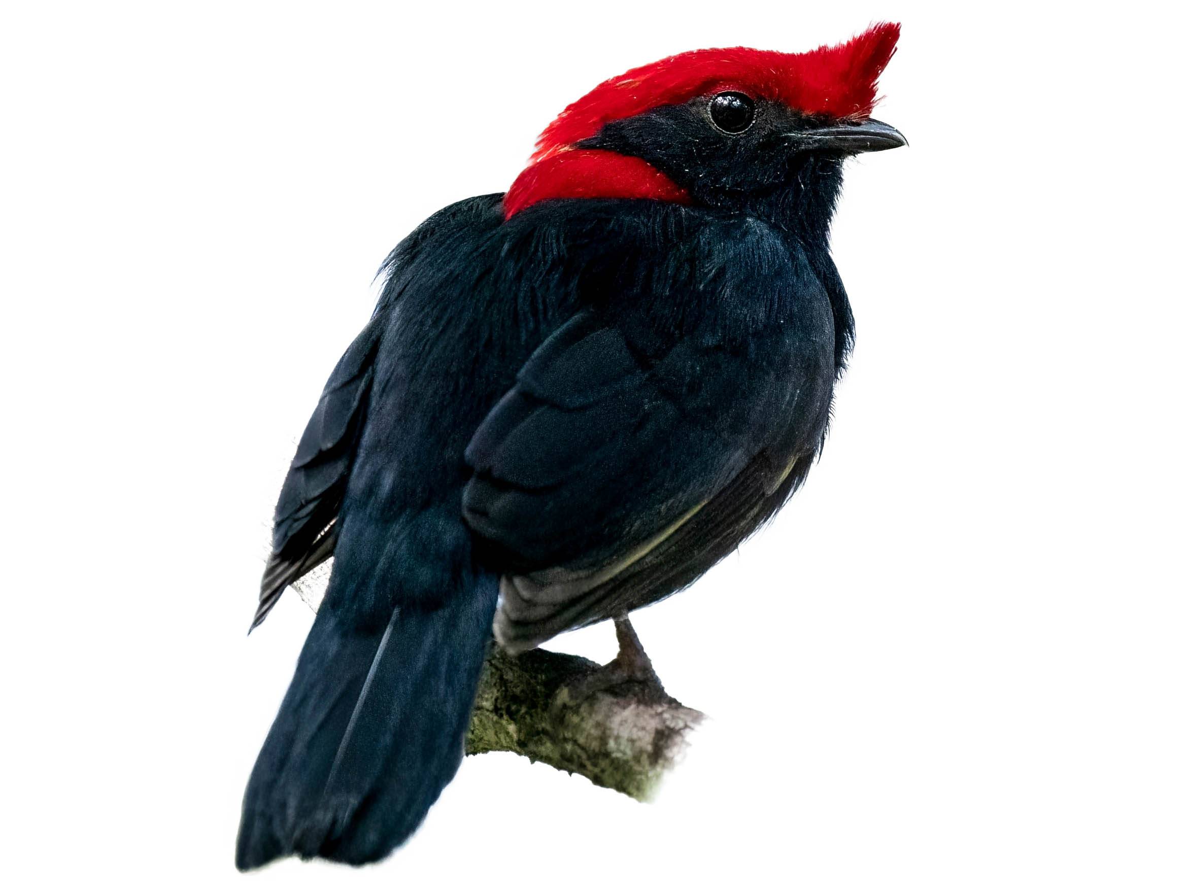 A photo of a Helmeted Manakin (Antilophia galeata), male