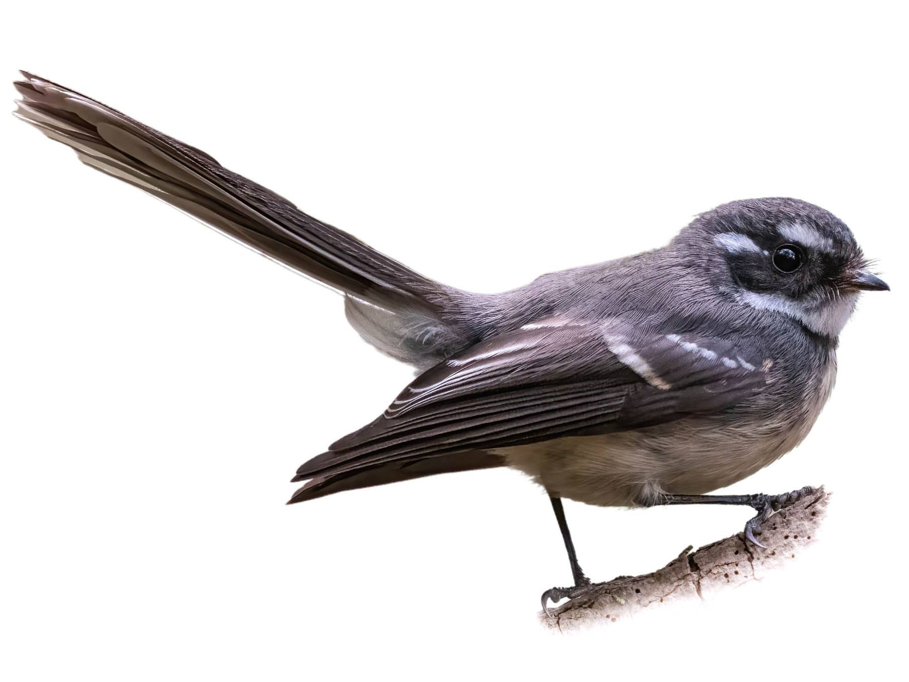 A photo of a Grey Fantail (Rhipidura albiscapa)