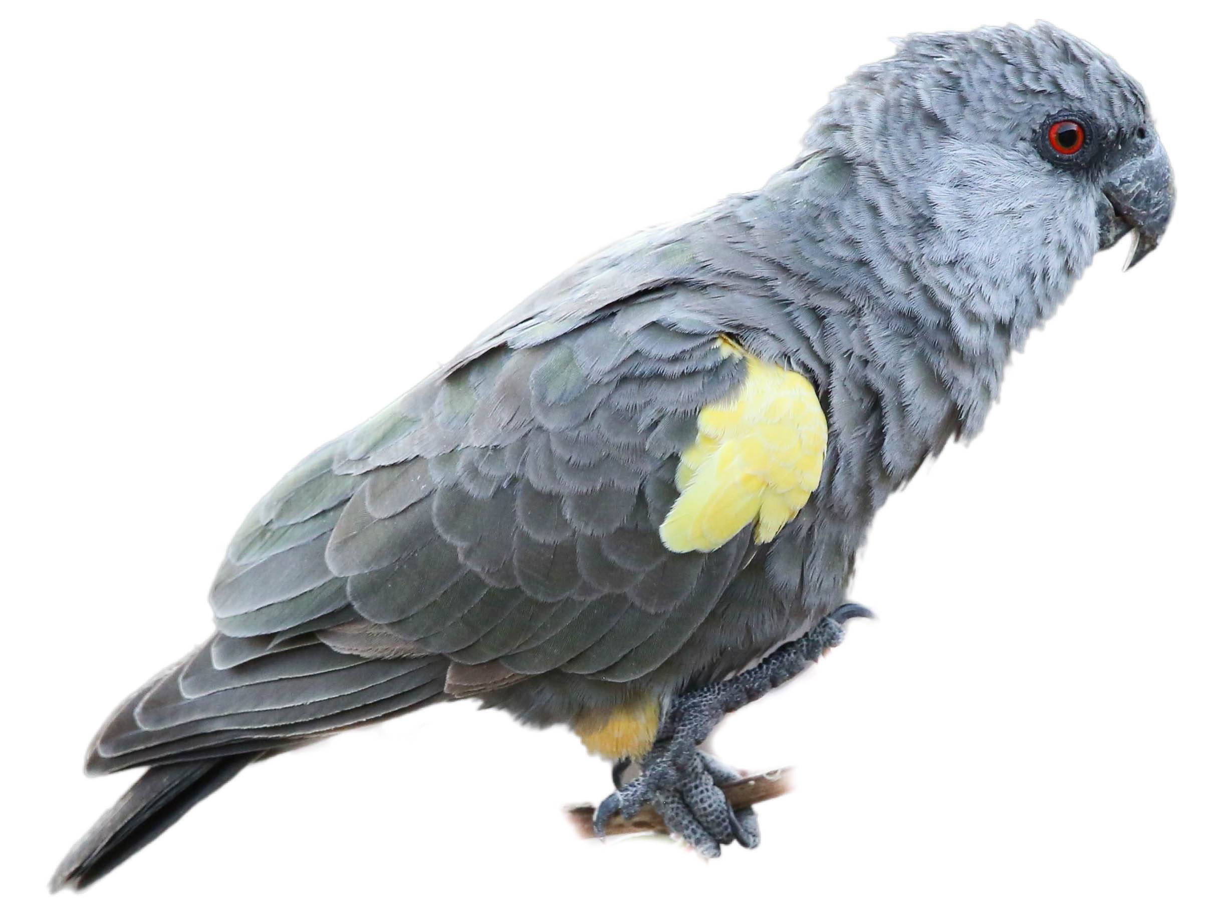 A photo of a Rüppell's Parrot (Poicephalus rueppellii), male