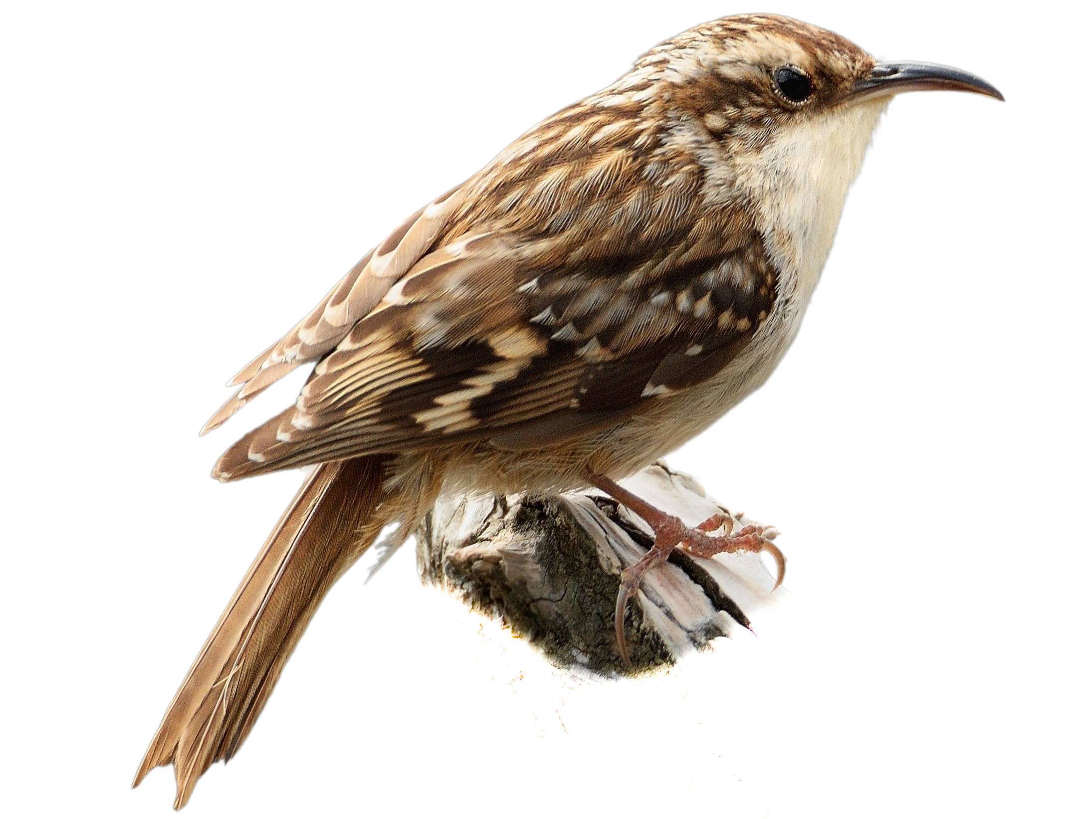 A photo of a Short-toed Treecreeper (Certhia brachydactyla)