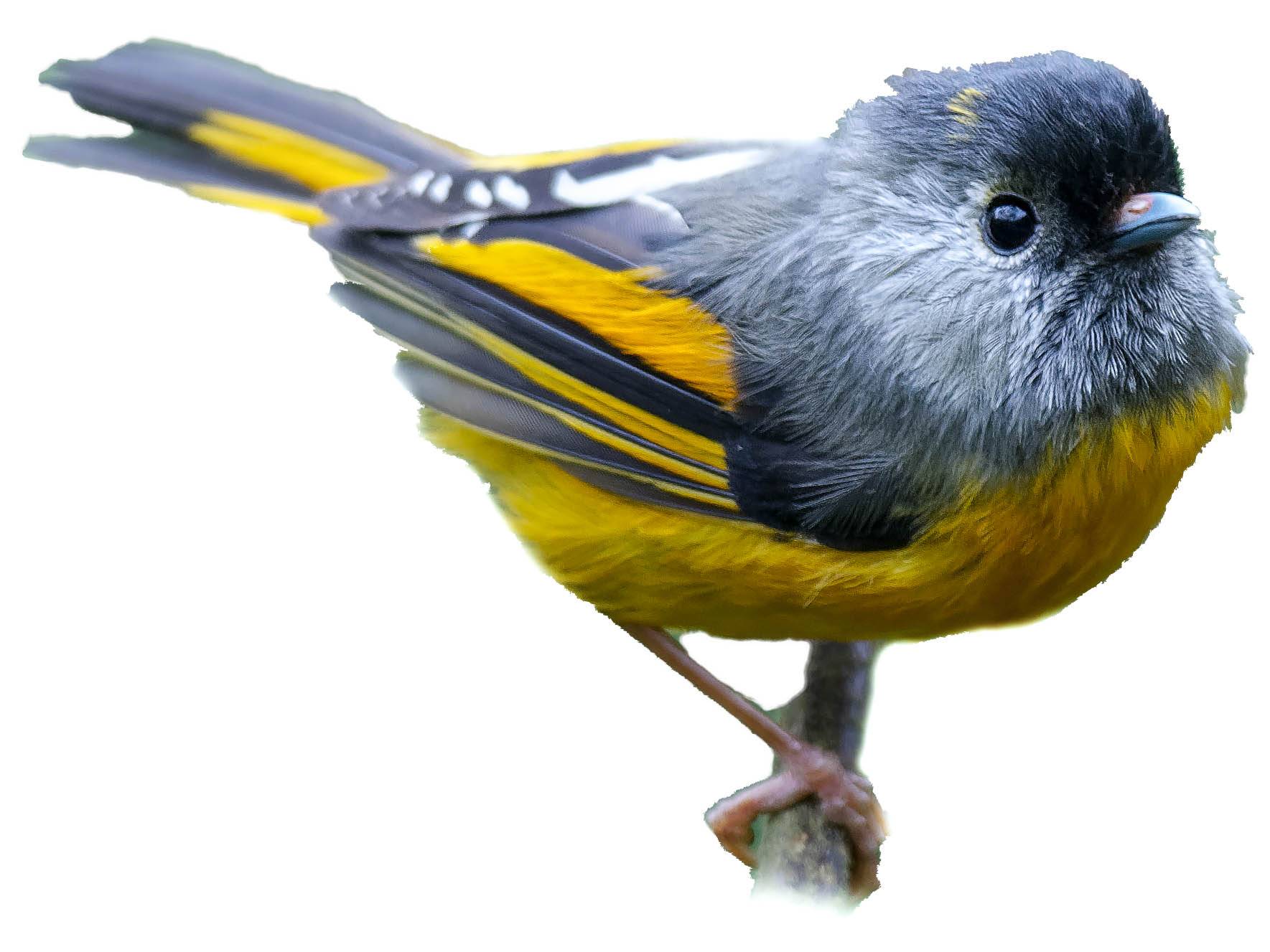 A photo of a Golden-breasted Fulvetta (Lioparus chrysotis)