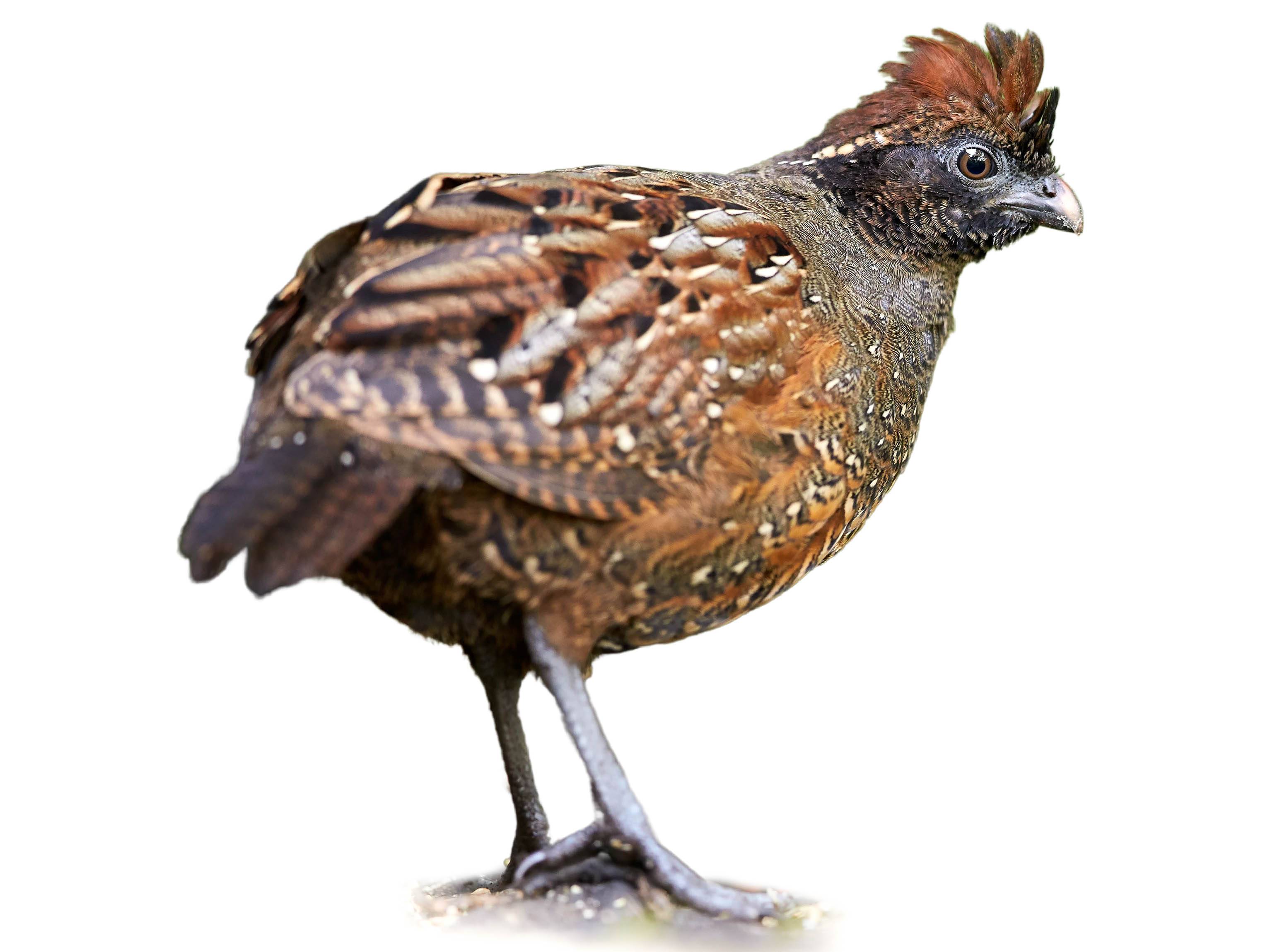 A photo of a Black-fronted Wood Quail (Odontophorus atrifrons)