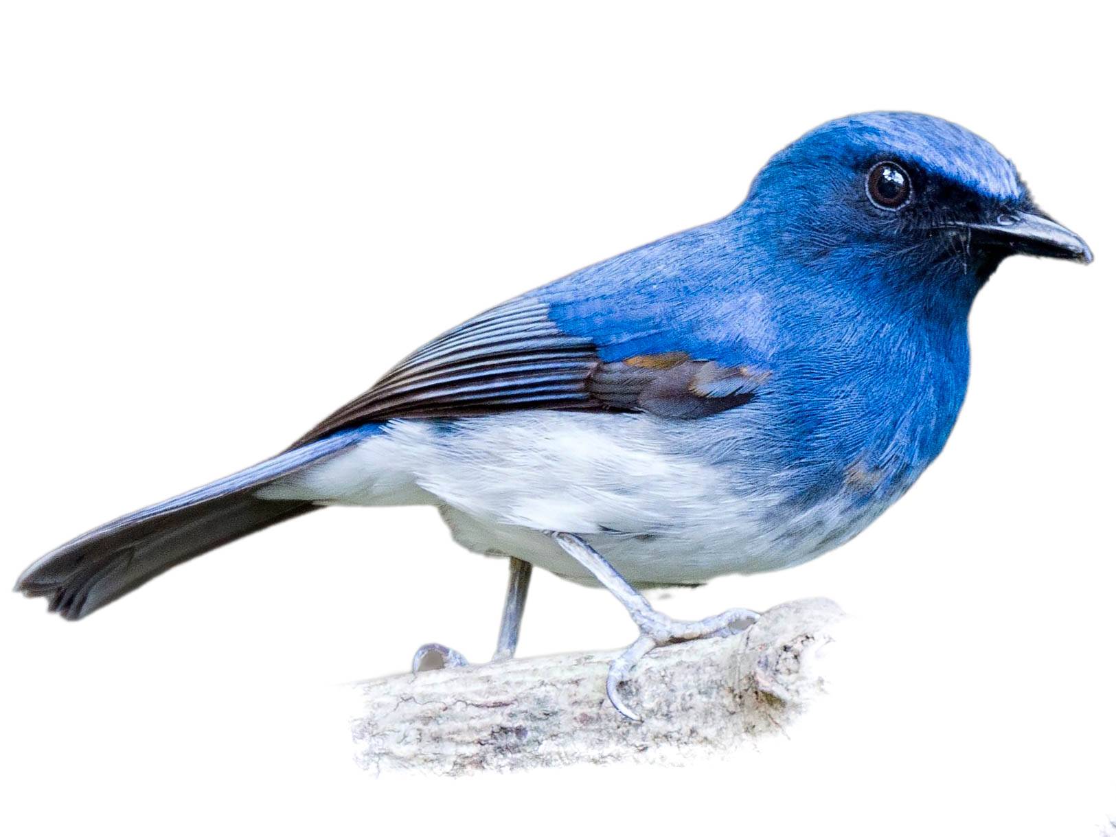 A photo of a White-bellied Blue Flycatcher (Cyornis pallidipes), male