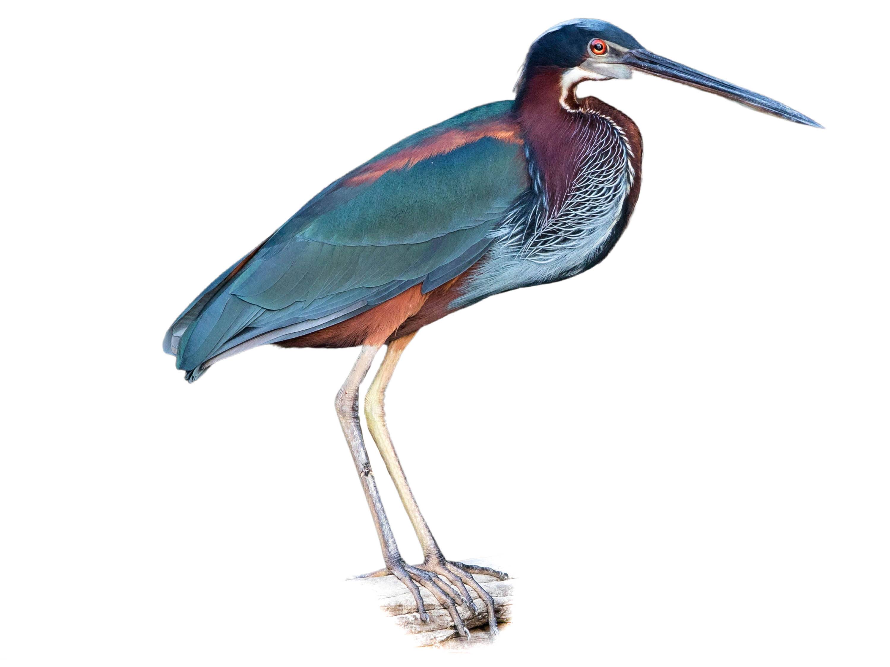 A photo of a Agami Heron (Agamia agami)