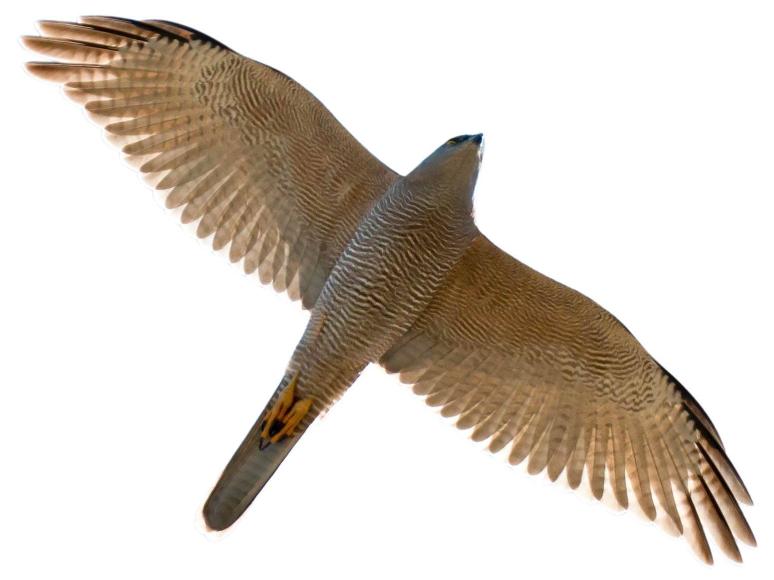 A photo of a Brown Goshawk (Accipiter fasciatus)