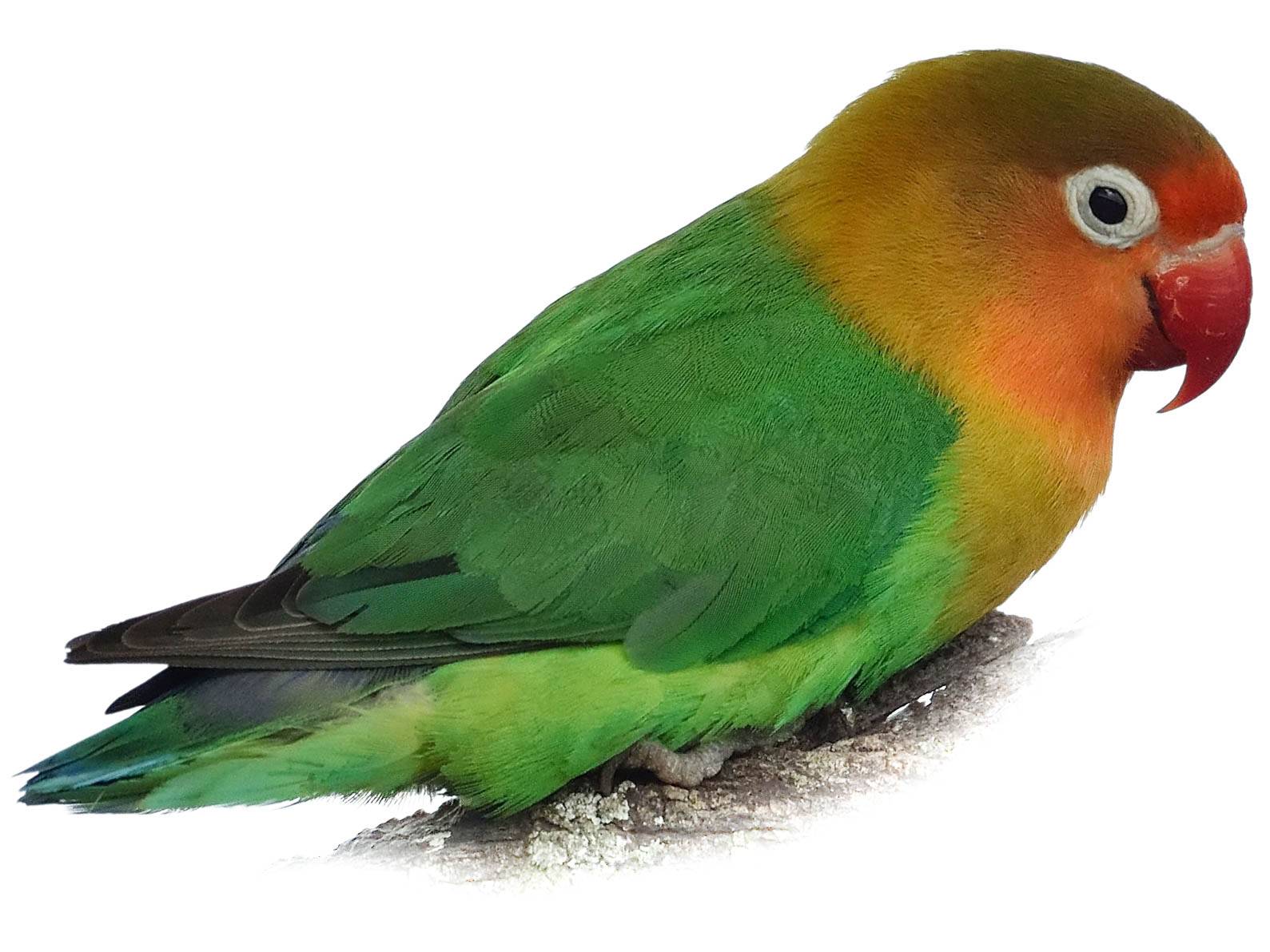 Lilians_Lovebird.jpg?twic=v1/