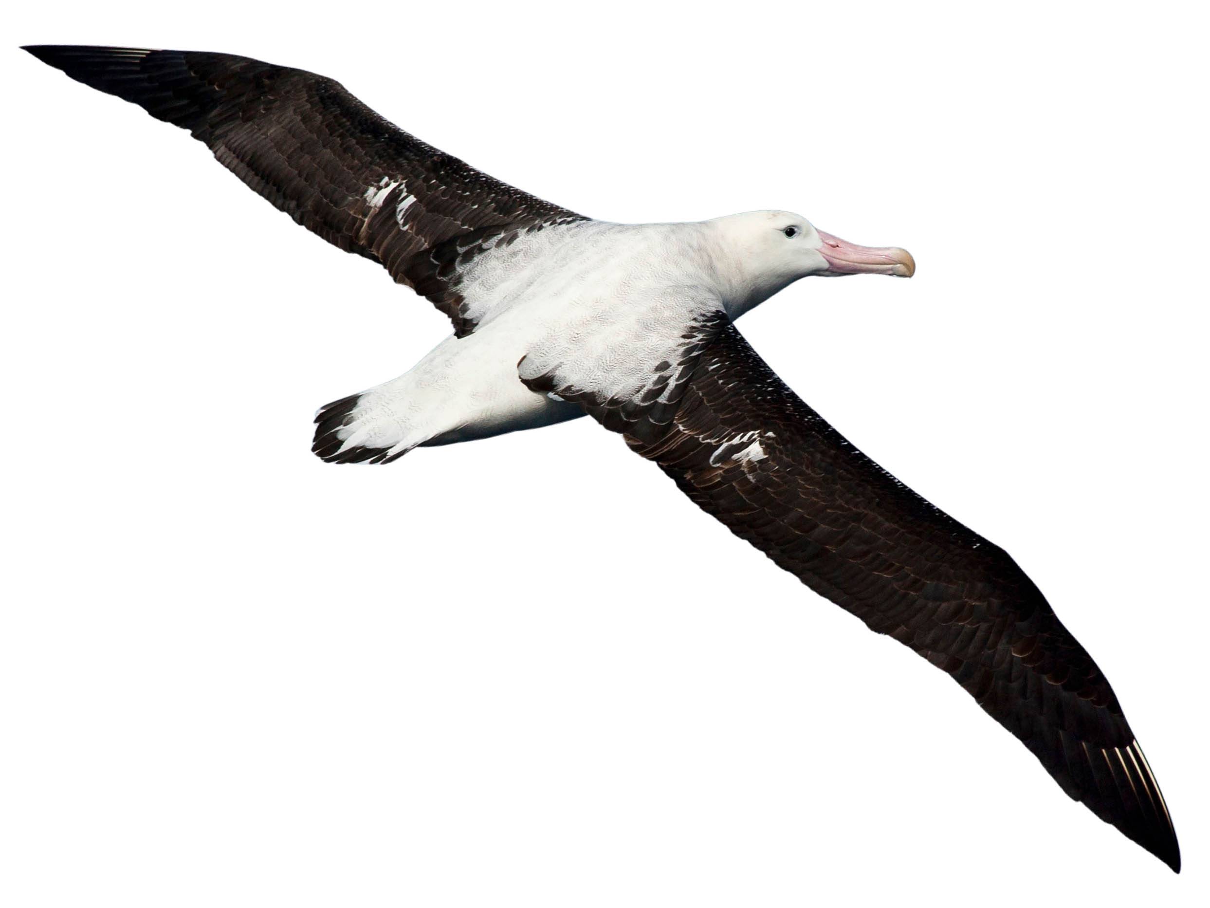 A photo of a Tristan Albatross (Diomedea dabbenena)