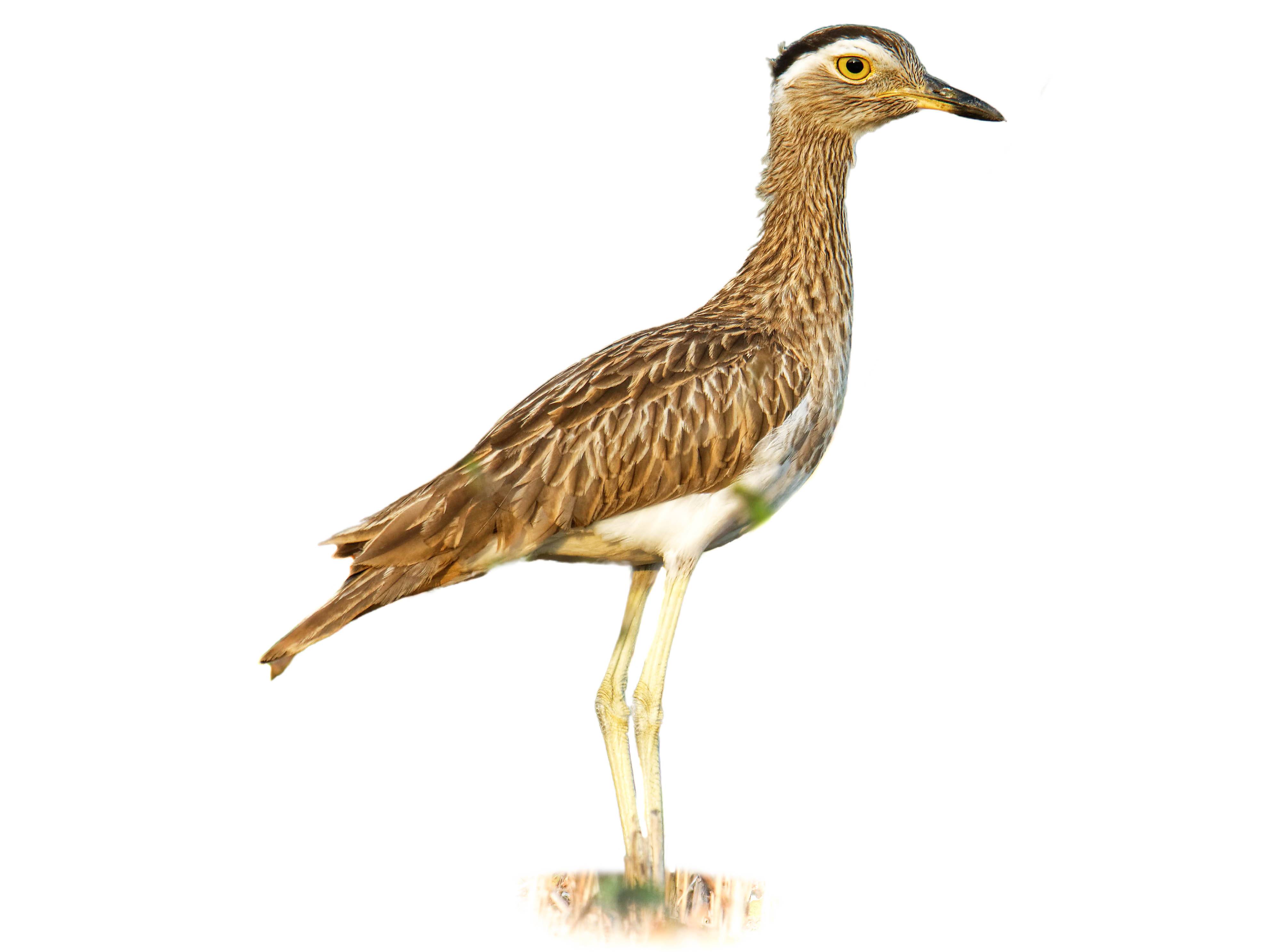 A photo of a Double-striped Thick-knee (Burhinus bistriatus)