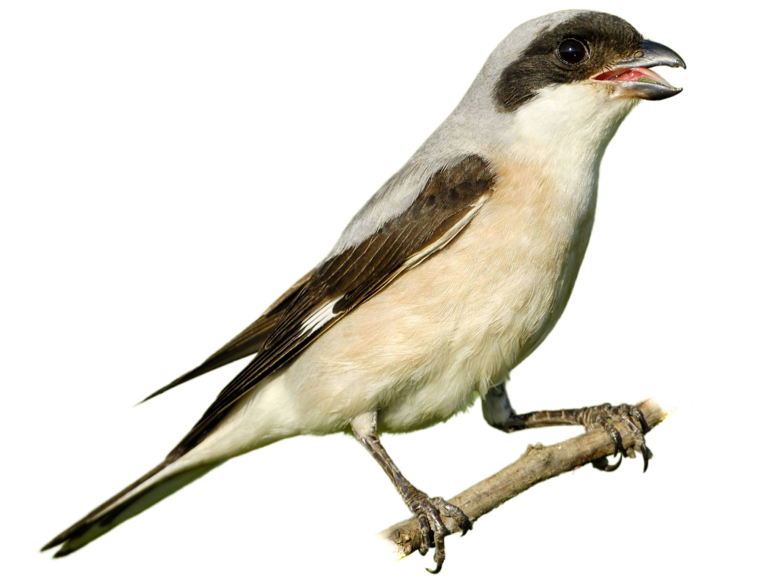 A photo of a Lesser Grey Shrike (Lanius minor)